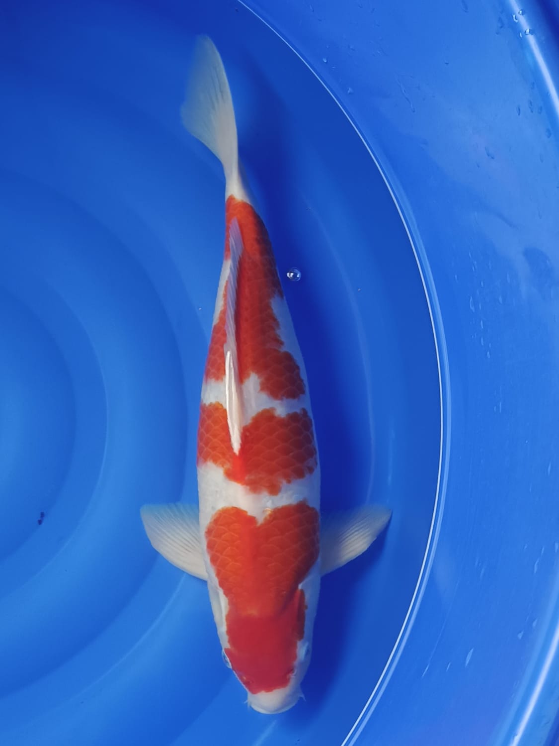 Lelang Koi Online, Jual Beli Ikan Koi, Pusat Jual Beli Koi, Info Lelang Koi Hari Ini, Platform Jual Beli Koi, Jual Beli Ikan Koi Online, Marketplace Ikan Koi, Jual Koi Terbaik, Tempat Beli Koi Berkualitas, Pasar Ikan Koi Online Terpercaya, Penjual Ikan Koi Terpercaya, Beli Koi Hias Online, Ikan Koi untuk Dijual, Koi Kualitas Terbaik, Toko Online Ikan Koi, Koi Hias Untuk Dijual, Jual Beli Ikan Koi Lokal, Koi Indonesia Online, Pusat Jual Beli Koi Terbesar