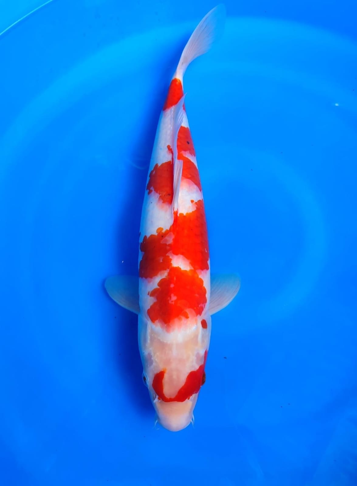 Lelang Koi Online, Jual Beli Ikan Koi, Pusat Jual Beli Koi, Info Lelang Koi Hari Ini, Platform Jual Beli Koi, Jual Beli Ikan Koi Online, Marketplace Ikan Koi, Jual Koi Terbaik, Tempat Beli Koi Berkualitas, Pasar Ikan Koi Online Terpercaya, Penjual Ikan Koi Terpercaya, Beli Koi Hias Online, Ikan Koi untuk Dijual, Koi Kualitas Terbaik, Toko Online Ikan Koi, Koi Hias Untuk Dijual, Jual Beli Ikan Koi Lokal, Koi Indonesia Online, Pusat Jual Beli Koi Terbesar