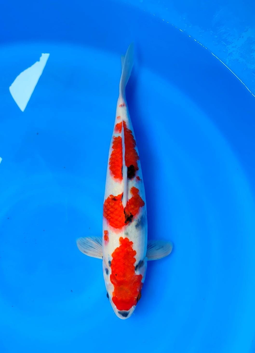 Lelang Koi Online, Jual Beli Ikan Koi, Pusat Jual Beli Koi, Info Lelang Koi Hari Ini, Platform Jual Beli Koi, Jual Beli Ikan Koi Online, Marketplace Ikan Koi, Jual Koi Terbaik, Tempat Beli Koi Berkualitas, Pasar Ikan Koi Online Terpercaya, Penjual Ikan Koi Terpercaya, Beli Koi Hias Online, Ikan Koi untuk Dijual, Koi Kualitas Terbaik, Toko Online Ikan Koi, Koi Hias Untuk Dijual, Jual Beli Ikan Koi Lokal, Koi Indonesia Online, Pusat Jual Beli Koi Terbesar