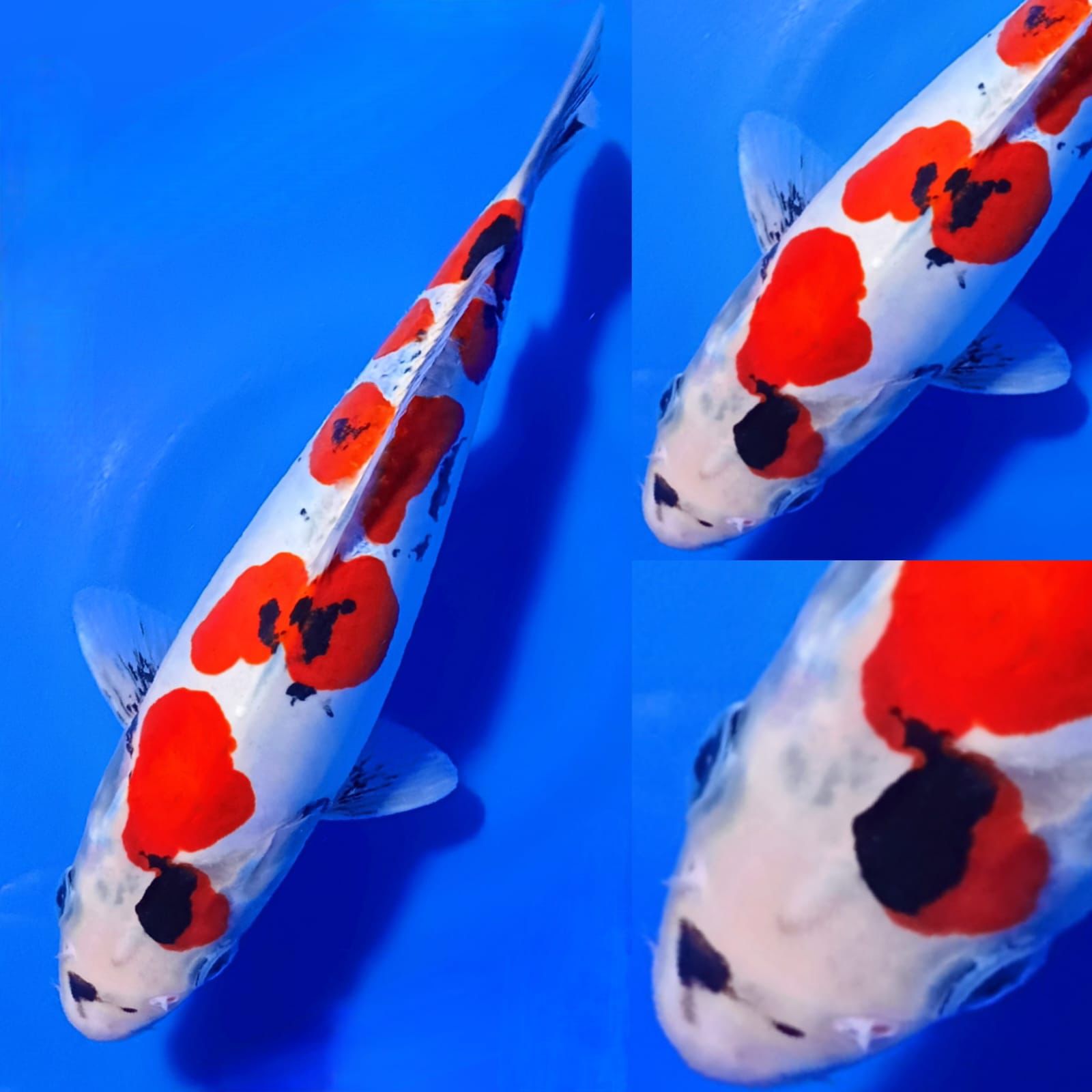 Lelang Koi Online, Jual Beli Ikan Koi, Pusat Jual Beli Koi, Info Lelang Koi Hari Ini, Platform Jual Beli Koi, Jual Beli Ikan Koi Online, Marketplace Ikan Koi, Jual Koi Terbaik, Tempat Beli Koi Berkualitas, Pasar Ikan Koi Online Terpercaya, Penjual Ikan Koi Terpercaya, Beli Koi Hias Online, Ikan Koi untuk Dijual, Koi Kualitas Terbaik, Toko Online Ikan Koi, Koi Hias Untuk Dijual, Jual Beli Ikan Koi Lokal, Koi Indonesia Online, Pusat Jual Beli Koi Terbesar