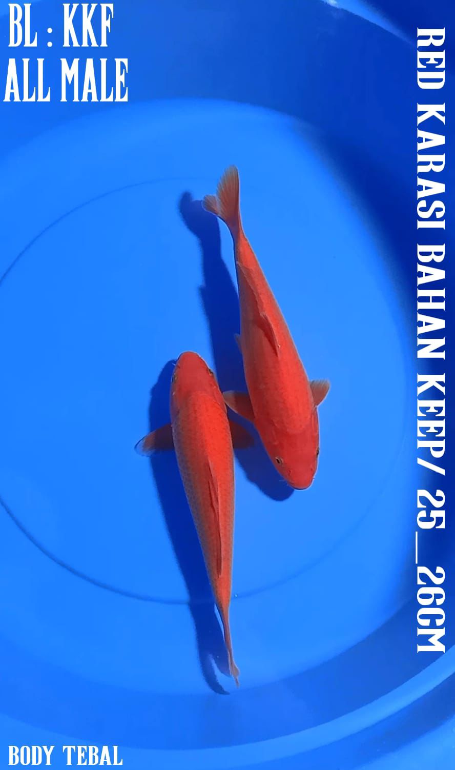 Lelang Koi Online, Jual Beli Ikan Koi, Pusat Jual Beli Koi, Info Lelang Koi Hari Ini, Platform Jual Beli Koi, Jual Beli Ikan Koi Online, Marketplace Ikan Koi, Jual Koi Terbaik, Tempat Beli Koi Berkualitas, Pasar Ikan Koi Online Terpercaya, Penjual Ikan Koi Terpercaya, Beli Koi Hias Online, Ikan Koi untuk Dijual, Koi Kualitas Terbaik, Toko Online Ikan Koi, Koi Hias Untuk Dijual, Jual Beli Ikan Koi Lokal, Koi Indonesia Online, Pusat Jual Beli Koi Terbesar