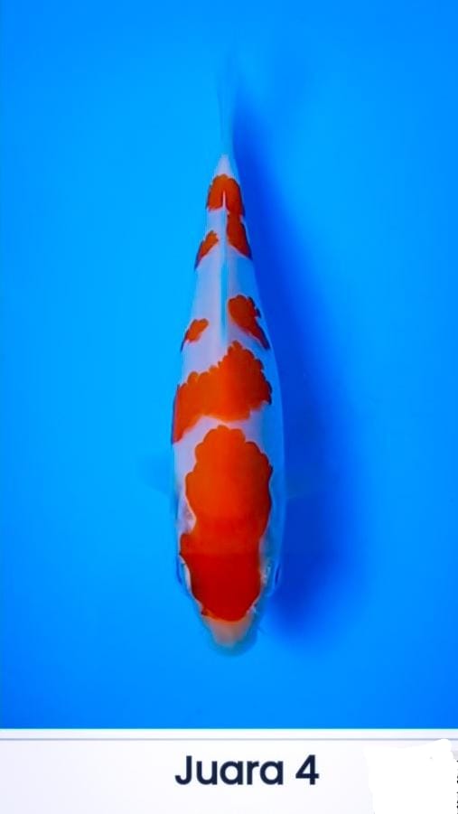 Lelang Koi Online, Jual Beli Ikan Koi, Pusat Jual Beli Koi, Info Lelang Koi Hari Ini, Platform Jual Beli Koi, Jual Beli Ikan Koi Online, Marketplace Ikan Koi, Jual Koi Terbaik, Tempat Beli Koi Berkualitas, Pasar Ikan Koi Online Terpercaya, Penjual Ikan Koi Terpercaya, Beli Koi Hias Online, Ikan Koi untuk Dijual, Koi Kualitas Terbaik, Toko Online Ikan Koi, Koi Hias Untuk Dijual, Jual Beli Ikan Koi Lokal, Koi Indonesia Online, Pusat Jual Beli Koi Terbesar