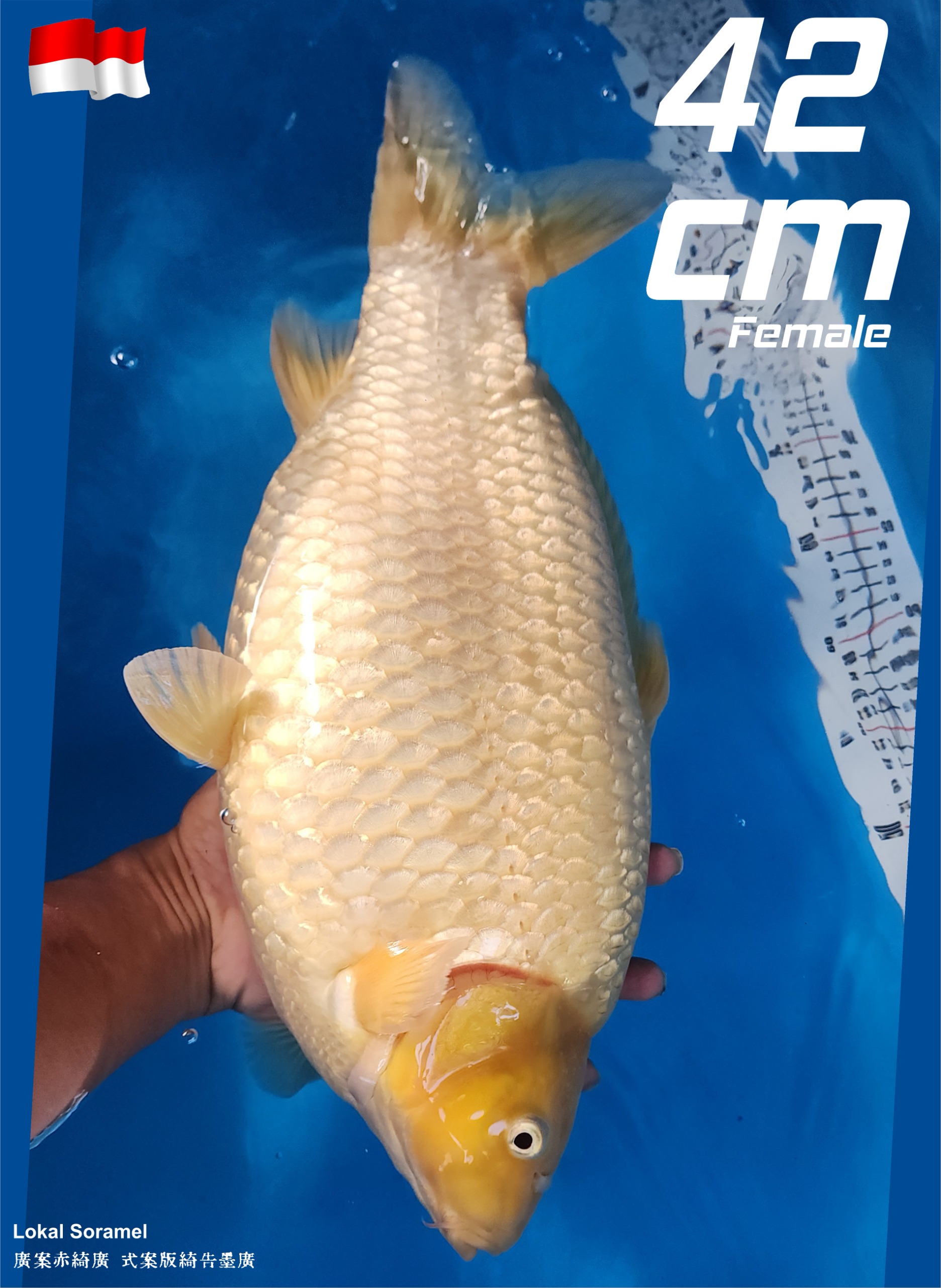 Lelang Koi Online, Jual Beli Ikan Koi, Pusat Jual Beli Koi, Info Lelang Koi Hari Ini, Platform Jual Beli Koi, Jual Beli Ikan Koi Online, Marketplace Ikan Koi, Jual Koi Terbaik, Tempat Beli Koi Berkualitas, Pasar Ikan Koi Online Terpercaya, Penjual Ikan Koi Terpercaya, Beli Koi Hias Online, Ikan Koi untuk Dijual, Koi Kualitas Terbaik, Toko Online Ikan Koi, Koi Hias Untuk Dijual, Jual Beli Ikan Koi Lokal, Koi Indonesia Online, Pusat Jual Beli Koi Terbesar