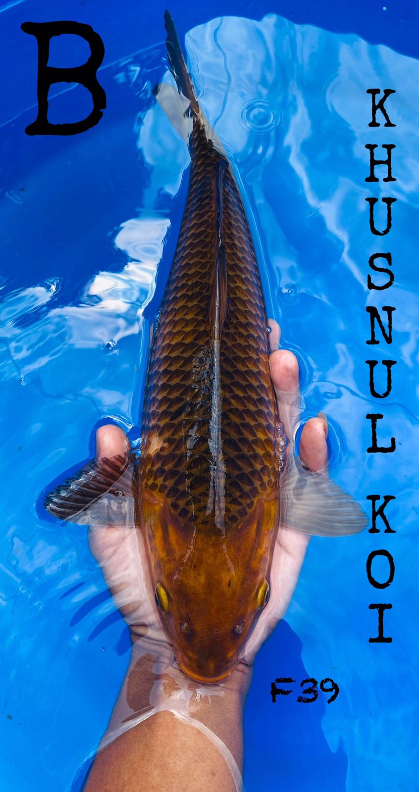 Lelang Koi Online, Jual Beli Ikan Koi, Pusat Jual Beli Koi, Info Lelang Koi Hari Ini, Platform Jual Beli Koi, Jual Beli Ikan Koi Online, Marketplace Ikan Koi, Jual Koi Terbaik, Tempat Beli Koi Berkualitas, Pasar Ikan Koi Online Terpercaya, Penjual Ikan Koi Terpercaya, Beli Koi Hias Online, Ikan Koi untuk Dijual, Koi Kualitas Terbaik, Toko Online Ikan Koi, Koi Hias Untuk Dijual, Jual Beli Ikan Koi Lokal, Koi Indonesia Online, Pusat Jual Beli Koi Terbesar