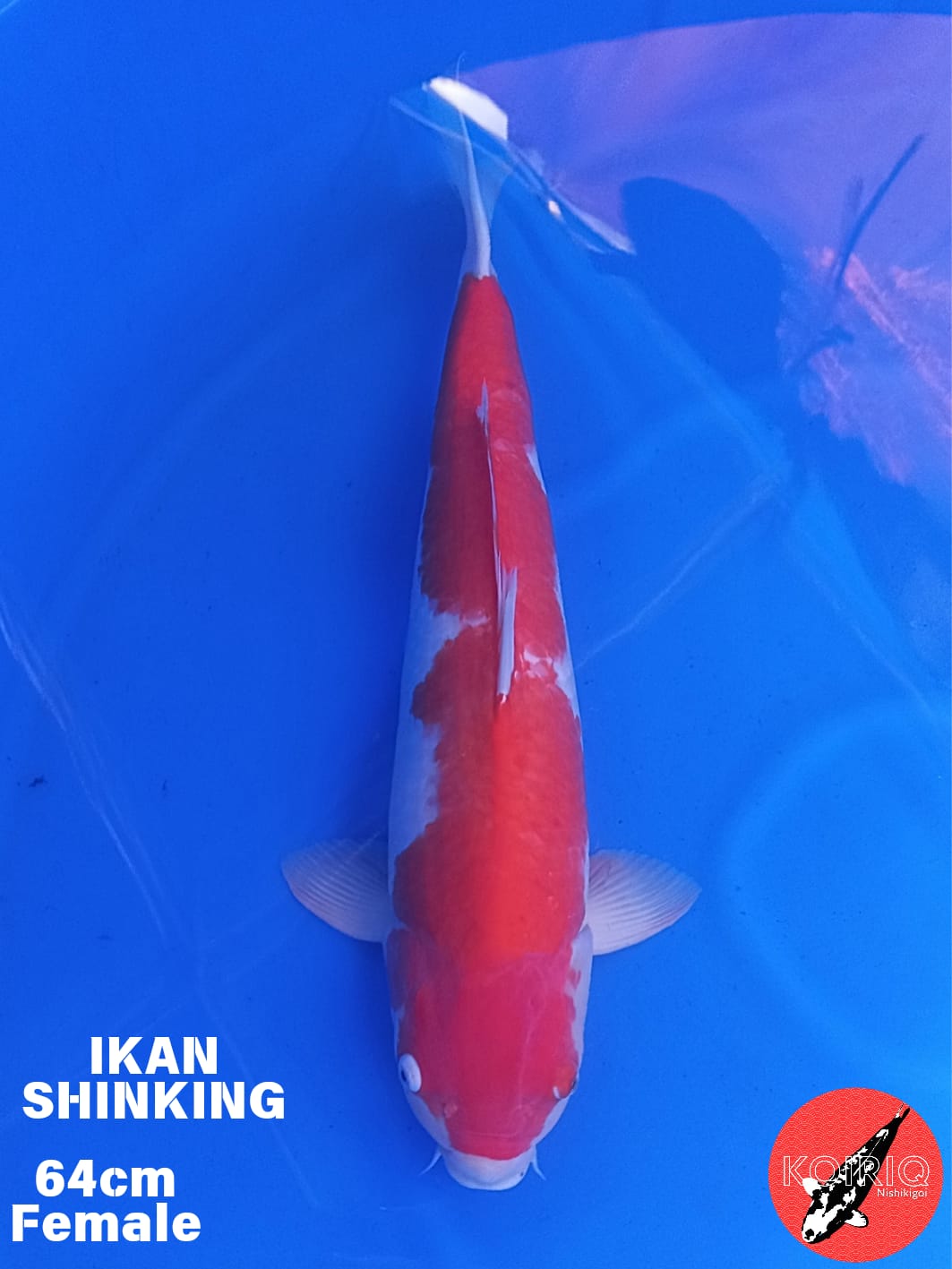 Lelang Koi Online, Jual Beli Ikan Koi, Pusat Jual Beli Koi, Info Lelang Koi Hari Ini, Platform Jual Beli Koi, Jual Beli Ikan Koi Online, Marketplace Ikan Koi, Jual Koi Terbaik, Tempat Beli Koi Berkualitas, Pasar Ikan Koi Online Terpercaya, Penjual Ikan Koi Terpercaya, Beli Koi Hias Online, Ikan Koi untuk Dijual, Koi Kualitas Terbaik, Toko Online Ikan Koi, Koi Hias Untuk Dijual, Jual Beli Ikan Koi Lokal, Koi Indonesia Online, Pusat Jual Beli Koi Terbesar