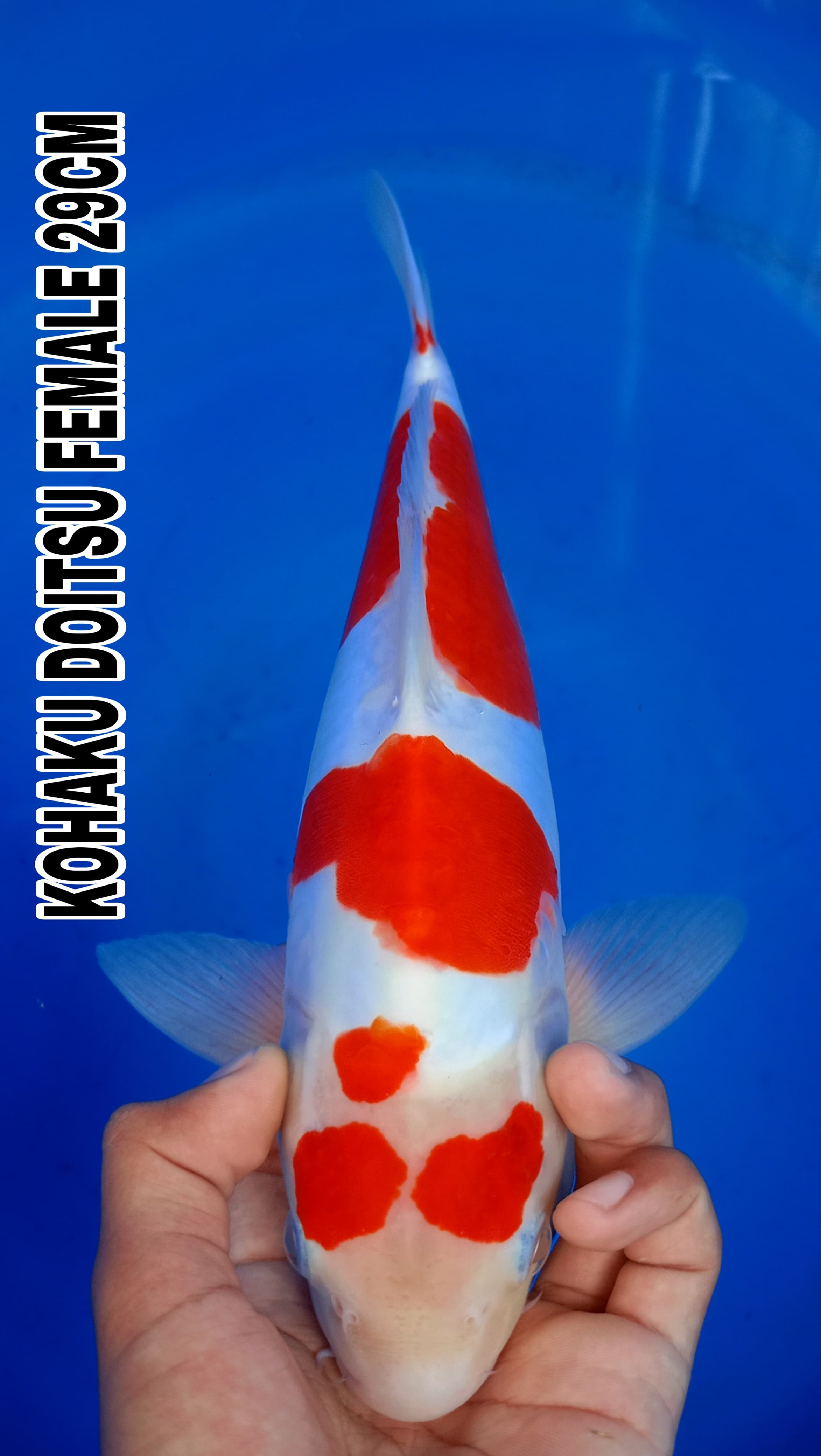 Lelang Koi Online, Jual Beli Ikan Koi, Pusat Jual Beli Koi, Info Lelang Koi Hari Ini, Platform Jual Beli Koi, Jual Beli Ikan Koi Online, Marketplace Ikan Koi, Jual Koi Terbaik, Tempat Beli Koi Berkualitas, Pasar Ikan Koi Online Terpercaya, Penjual Ikan Koi Terpercaya, Beli Koi Hias Online, Ikan Koi untuk Dijual, Koi Kualitas Terbaik, Toko Online Ikan Koi, Koi Hias Untuk Dijual, Jual Beli Ikan Koi Lokal, Koi Indonesia Online, Pusat Jual Beli Koi Terbesar