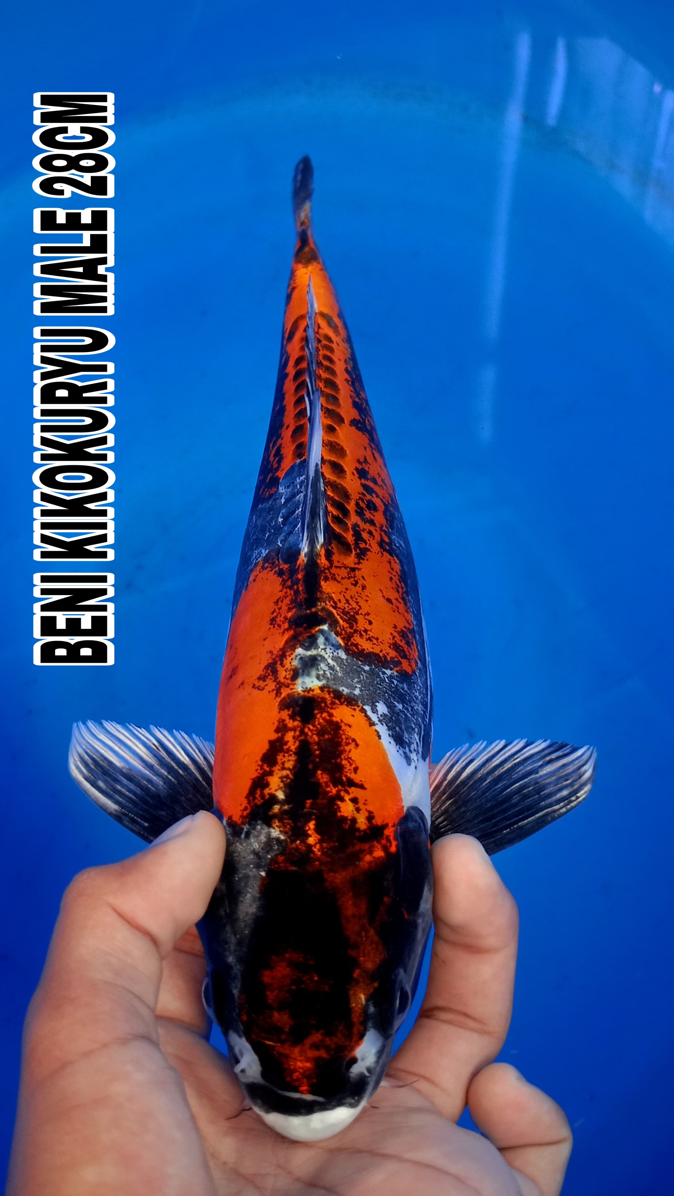 Lelang Koi Online, Jual Beli Ikan Koi, Pusat Jual Beli Koi, Info Lelang Koi Hari Ini, Platform Jual Beli Koi, Jual Beli Ikan Koi Online, Marketplace Ikan Koi, Jual Koi Terbaik, Tempat Beli Koi Berkualitas, Pasar Ikan Koi Online Terpercaya, Penjual Ikan Koi Terpercaya, Beli Koi Hias Online, Ikan Koi untuk Dijual, Koi Kualitas Terbaik, Toko Online Ikan Koi, Koi Hias Untuk Dijual, Jual Beli Ikan Koi Lokal, Koi Indonesia Online, Pusat Jual Beli Koi Terbesar