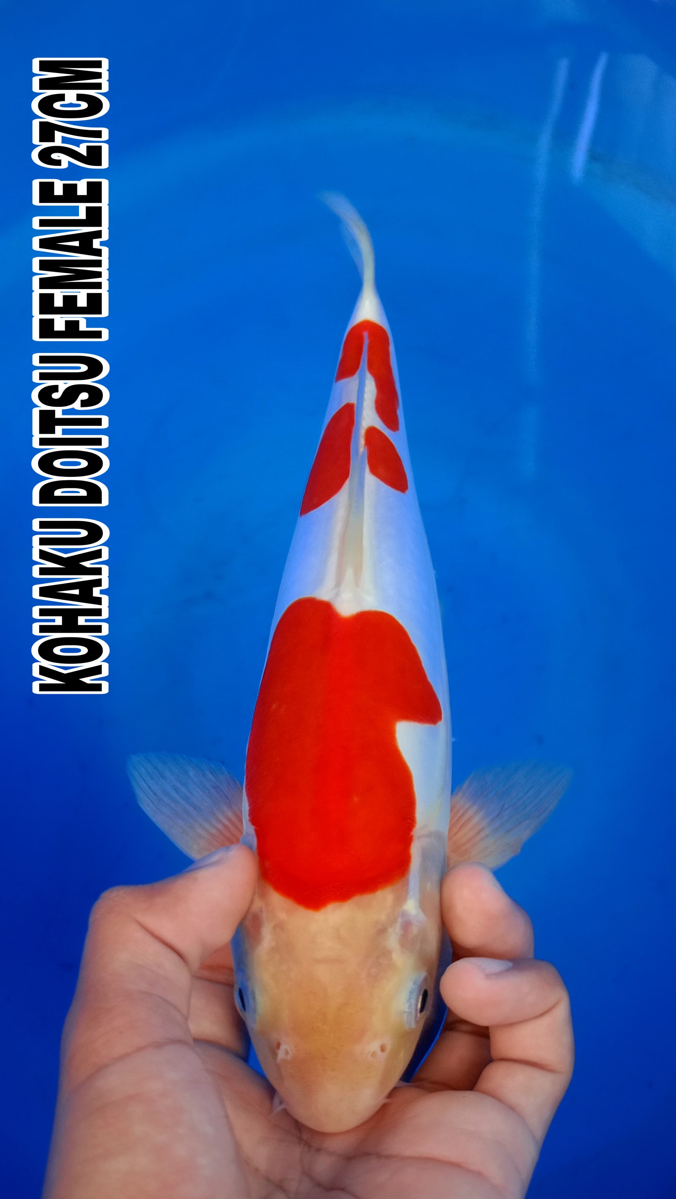 Lelang Koi Online, Jual Beli Ikan Koi, Pusat Jual Beli Koi, Info Lelang Koi Hari Ini, Platform Jual Beli Koi, Jual Beli Ikan Koi Online, Marketplace Ikan Koi, Jual Koi Terbaik, Tempat Beli Koi Berkualitas, Pasar Ikan Koi Online Terpercaya, Penjual Ikan Koi Terpercaya, Beli Koi Hias Online, Ikan Koi untuk Dijual, Koi Kualitas Terbaik, Toko Online Ikan Koi, Koi Hias Untuk Dijual, Jual Beli Ikan Koi Lokal, Koi Indonesia Online, Pusat Jual Beli Koi Terbesar