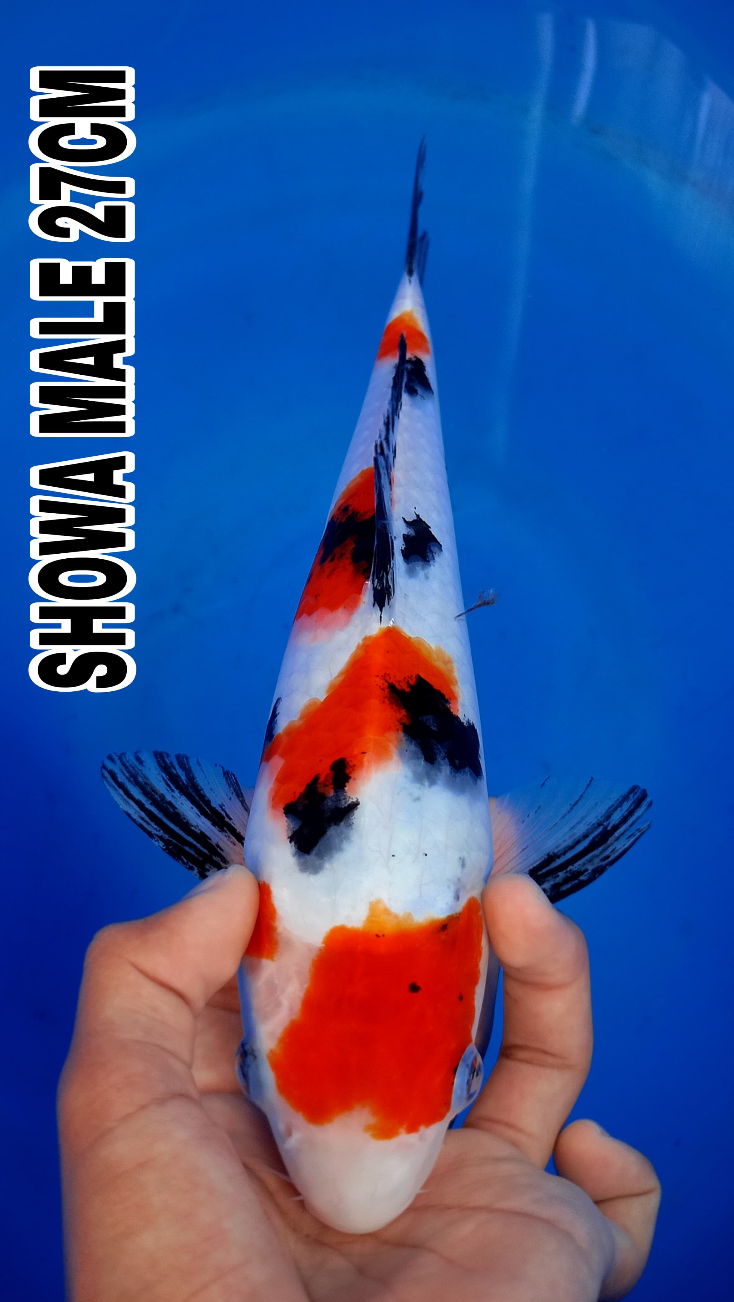 Lelang Koi Online, Jual Beli Ikan Koi, Pusat Jual Beli Koi, Info Lelang Koi Hari Ini, Platform Jual Beli Koi, Jual Beli Ikan Koi Online, Marketplace Ikan Koi, Jual Koi Terbaik, Tempat Beli Koi Berkualitas, Pasar Ikan Koi Online Terpercaya, Penjual Ikan Koi Terpercaya, Beli Koi Hias Online, Ikan Koi untuk Dijual, Koi Kualitas Terbaik, Toko Online Ikan Koi, Koi Hias Untuk Dijual, Jual Beli Ikan Koi Lokal, Koi Indonesia Online, Pusat Jual Beli Koi Terbesar