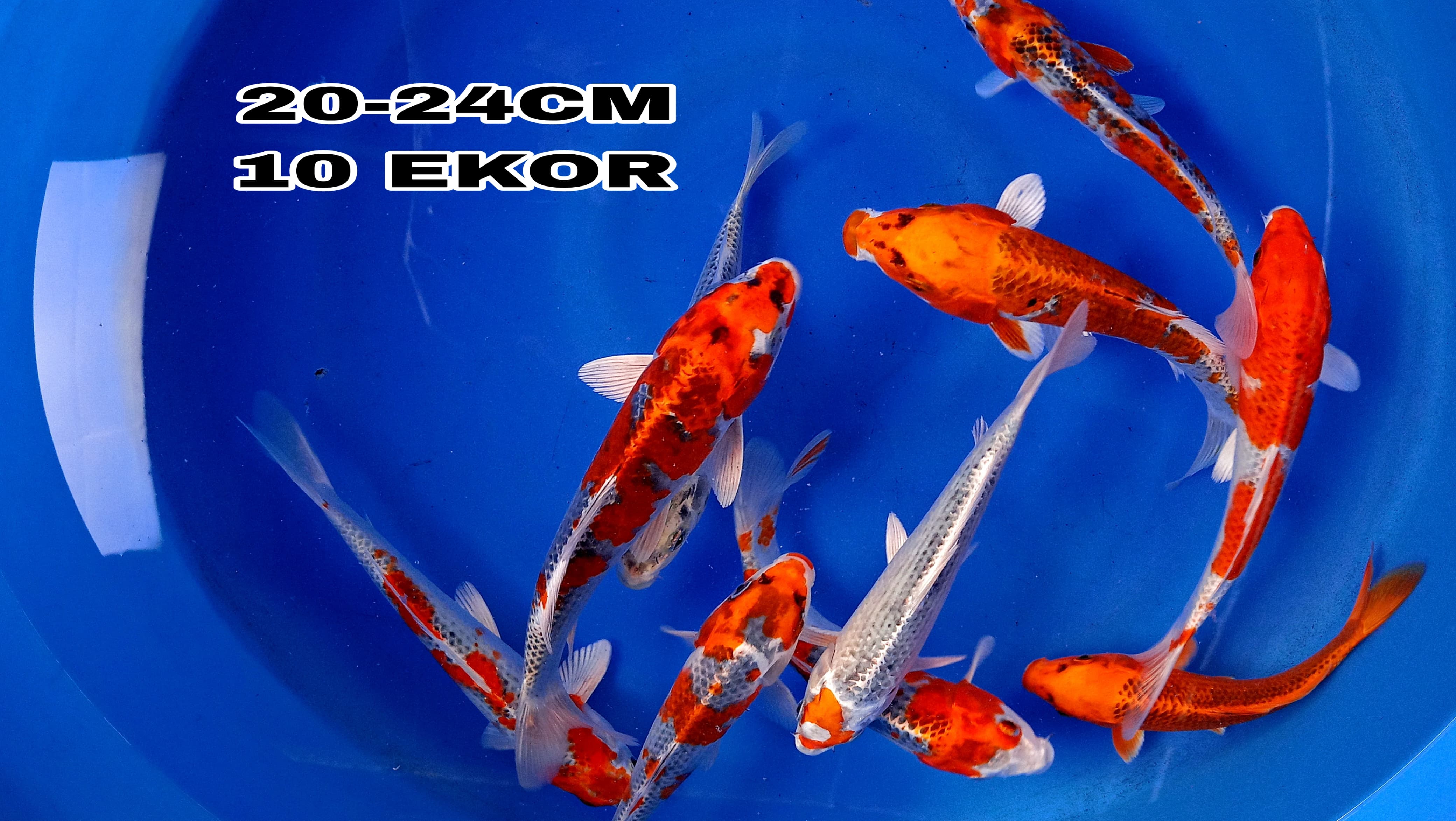 Lelang Koi Online, Jual Beli Ikan Koi, Pusat Jual Beli Koi, Info Lelang Koi Hari Ini, Platform Jual Beli Koi, Jual Beli Ikan Koi Online, Marketplace Ikan Koi, Jual Koi Terbaik, Tempat Beli Koi Berkualitas, Pasar Ikan Koi Online Terpercaya, Penjual Ikan Koi Terpercaya, Beli Koi Hias Online, Ikan Koi untuk Dijual, Koi Kualitas Terbaik, Toko Online Ikan Koi, Koi Hias Untuk Dijual, Jual Beli Ikan Koi Lokal, Koi Indonesia Online, Pusat Jual Beli Koi Terbesar