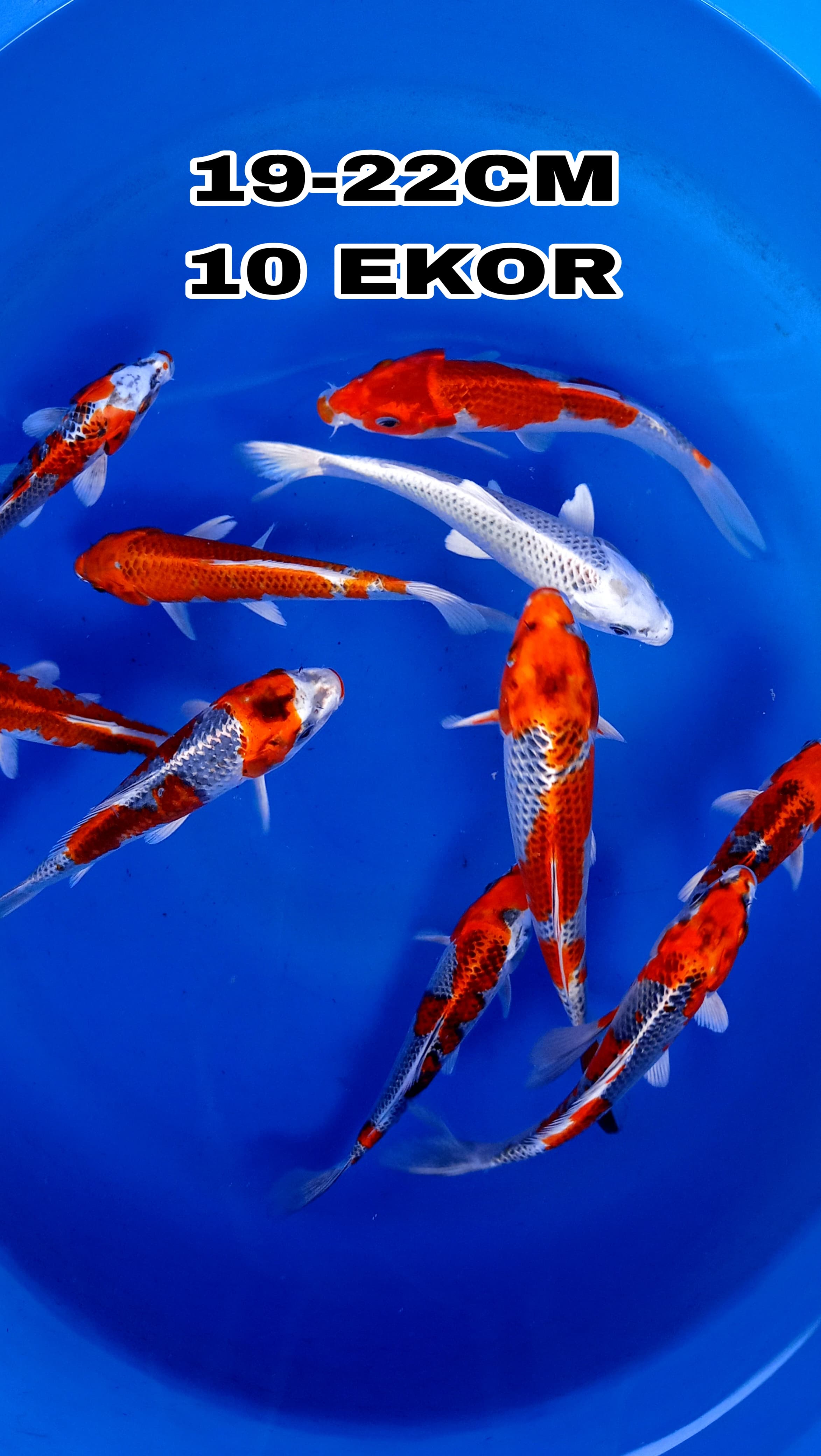 Lelang Koi Online, Jual Beli Ikan Koi, Pusat Jual Beli Koi, Info Lelang Koi Hari Ini, Platform Jual Beli Koi, Jual Beli Ikan Koi Online, Marketplace Ikan Koi, Jual Koi Terbaik, Tempat Beli Koi Berkualitas, Pasar Ikan Koi Online Terpercaya, Penjual Ikan Koi Terpercaya, Beli Koi Hias Online, Ikan Koi untuk Dijual, Koi Kualitas Terbaik, Toko Online Ikan Koi, Koi Hias Untuk Dijual, Jual Beli Ikan Koi Lokal, Koi Indonesia Online, Pusat Jual Beli Koi Terbesar