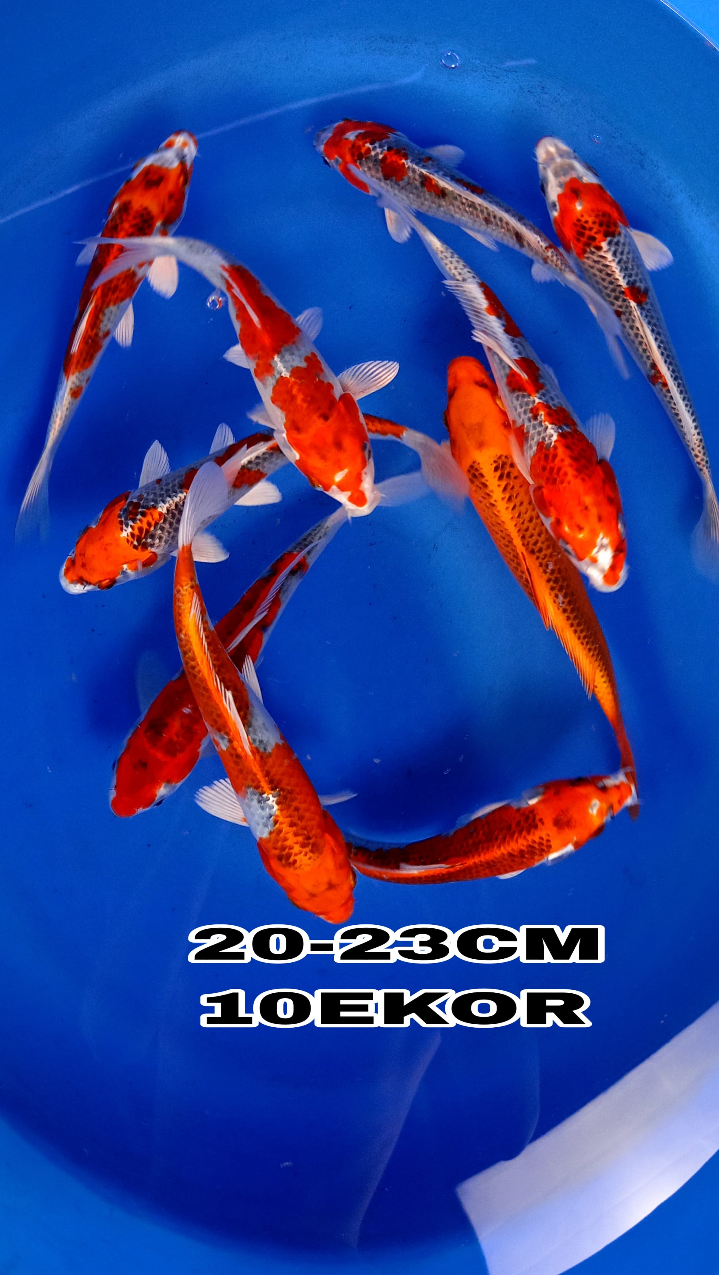 Lelang Koi Online, Jual Beli Ikan Koi, Pusat Jual Beli Koi, Info Lelang Koi Hari Ini, Platform Jual Beli Koi, Jual Beli Ikan Koi Online, Marketplace Ikan Koi, Jual Koi Terbaik, Tempat Beli Koi Berkualitas, Pasar Ikan Koi Online Terpercaya, Penjual Ikan Koi Terpercaya, Beli Koi Hias Online, Ikan Koi untuk Dijual, Koi Kualitas Terbaik, Toko Online Ikan Koi, Koi Hias Untuk Dijual, Jual Beli Ikan Koi Lokal, Koi Indonesia Online, Pusat Jual Beli Koi Terbesar