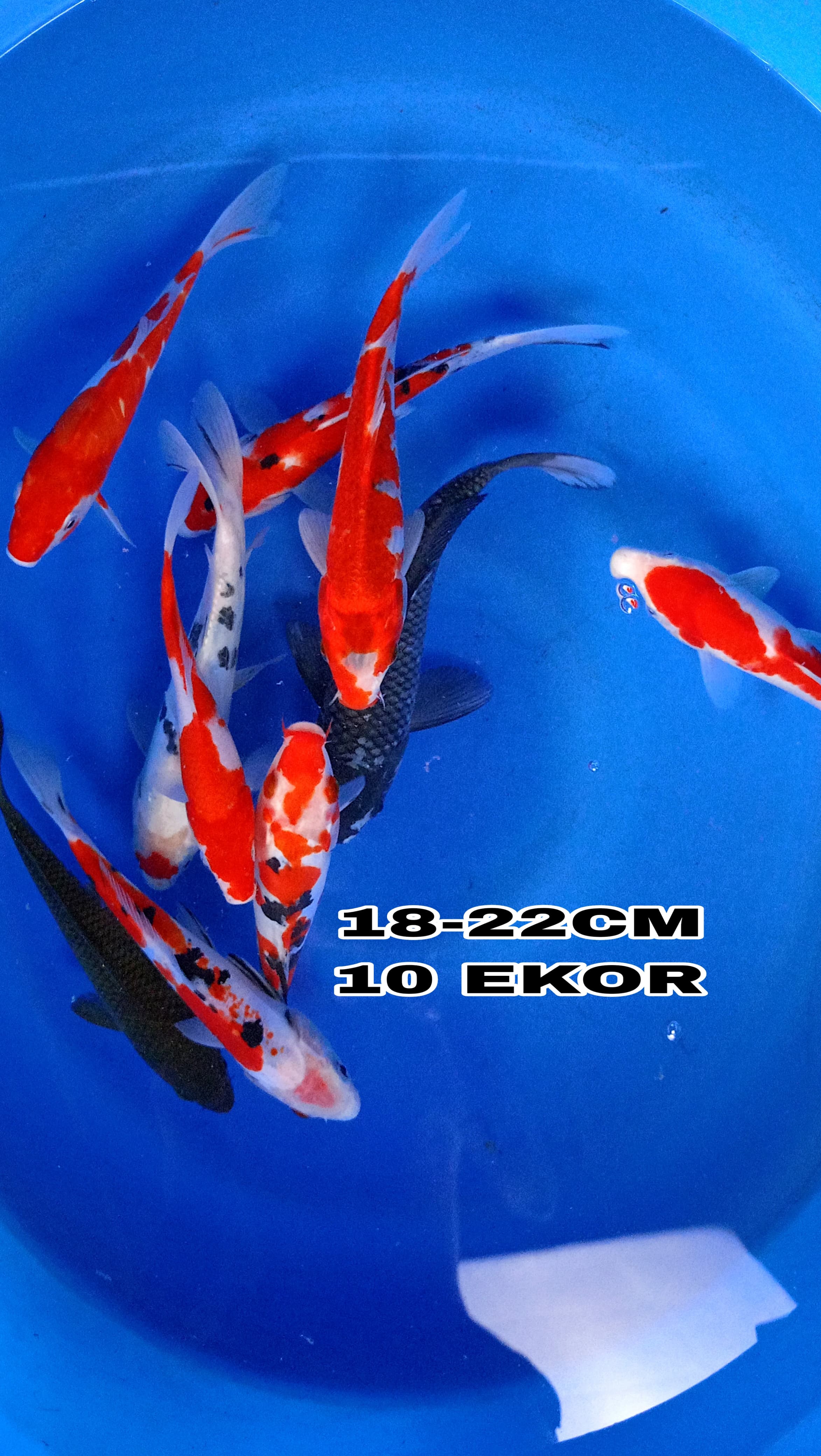 Lelang Koi Online, Jual Beli Ikan Koi, Pusat Jual Beli Koi, Info Lelang Koi Hari Ini, Platform Jual Beli Koi, Jual Beli Ikan Koi Online, Marketplace Ikan Koi, Jual Koi Terbaik, Tempat Beli Koi Berkualitas, Pasar Ikan Koi Online Terpercaya, Penjual Ikan Koi Terpercaya, Beli Koi Hias Online, Ikan Koi untuk Dijual, Koi Kualitas Terbaik, Toko Online Ikan Koi, Koi Hias Untuk Dijual, Jual Beli Ikan Koi Lokal, Koi Indonesia Online, Pusat Jual Beli Koi Terbesar