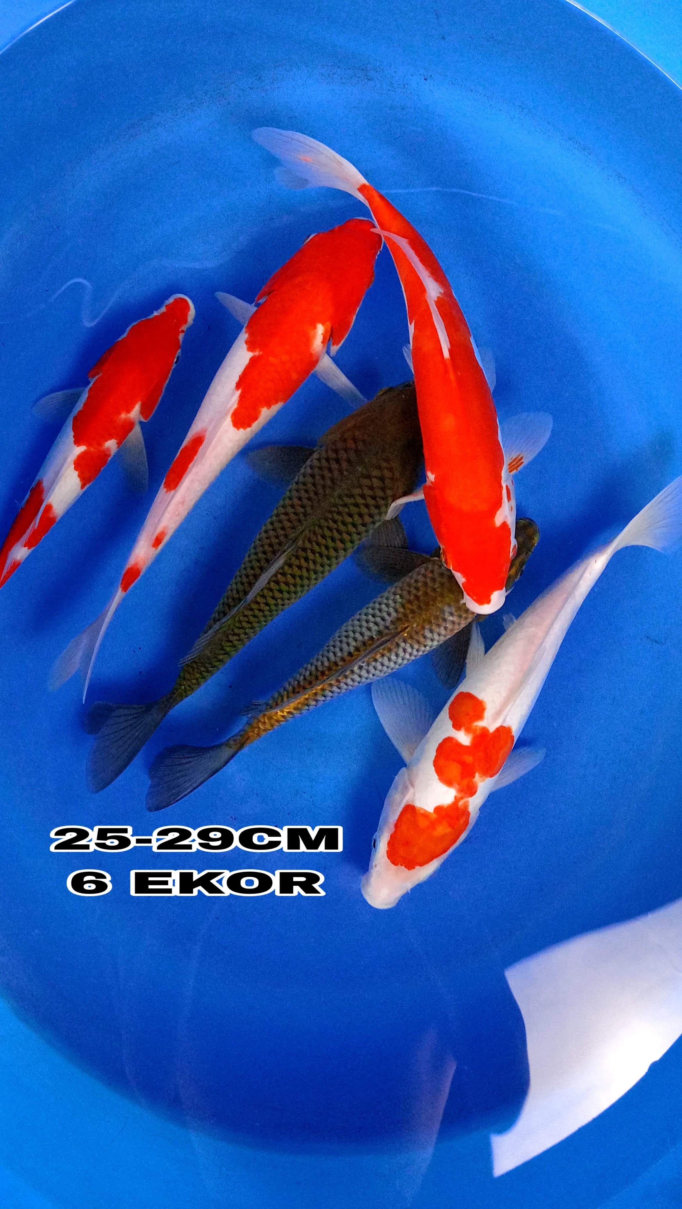 Lelang Koi Online, Jual Beli Ikan Koi, Pusat Jual Beli Koi, Info Lelang Koi Hari Ini, Platform Jual Beli Koi, Jual Beli Ikan Koi Online, Marketplace Ikan Koi, Jual Koi Terbaik, Tempat Beli Koi Berkualitas, Pasar Ikan Koi Online Terpercaya, Penjual Ikan Koi Terpercaya, Beli Koi Hias Online, Ikan Koi untuk Dijual, Koi Kualitas Terbaik, Toko Online Ikan Koi, Koi Hias Untuk Dijual, Jual Beli Ikan Koi Lokal, Koi Indonesia Online, Pusat Jual Beli Koi Terbesar