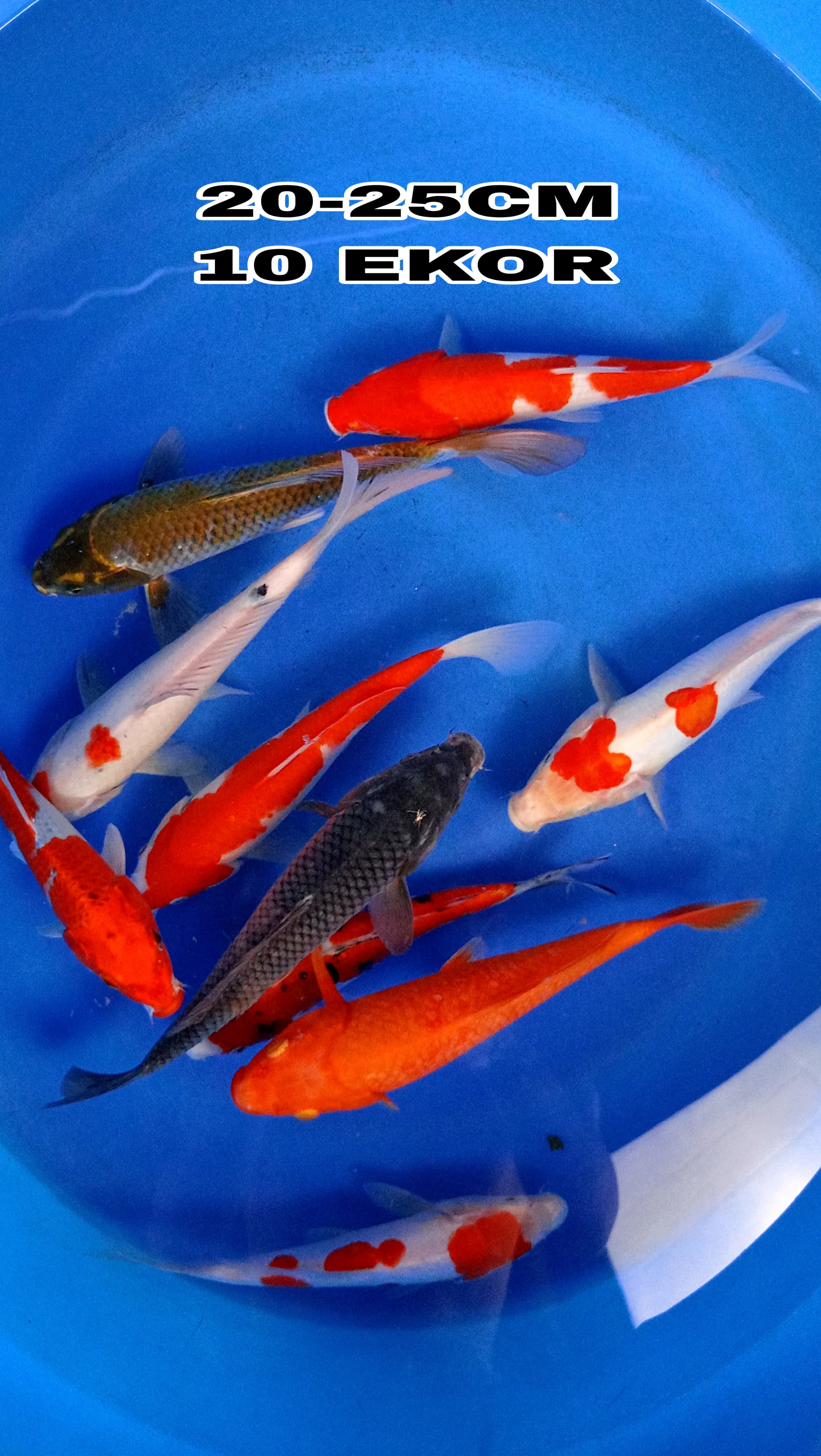 Lelang Koi Online, Jual Beli Ikan Koi, Pusat Jual Beli Koi, Info Lelang Koi Hari Ini, Platform Jual Beli Koi, Jual Beli Ikan Koi Online, Marketplace Ikan Koi, Jual Koi Terbaik, Tempat Beli Koi Berkualitas, Pasar Ikan Koi Online Terpercaya, Penjual Ikan Koi Terpercaya, Beli Koi Hias Online, Ikan Koi untuk Dijual, Koi Kualitas Terbaik, Toko Online Ikan Koi, Koi Hias Untuk Dijual, Jual Beli Ikan Koi Lokal, Koi Indonesia Online, Pusat Jual Beli Koi Terbesar