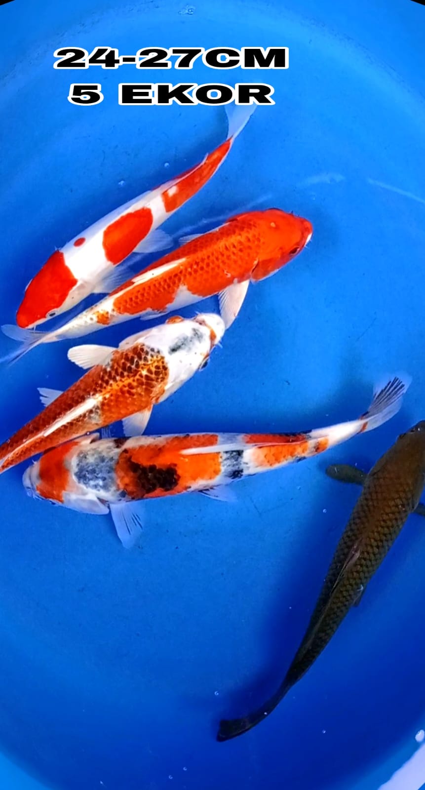 Lelang Koi Online, Jual Beli Ikan Koi, Pusat Jual Beli Koi, Info Lelang Koi Hari Ini, Platform Jual Beli Koi, Jual Beli Ikan Koi Online, Marketplace Ikan Koi, Jual Koi Terbaik, Tempat Beli Koi Berkualitas, Pasar Ikan Koi Online Terpercaya, Penjual Ikan Koi Terpercaya, Beli Koi Hias Online, Ikan Koi untuk Dijual, Koi Kualitas Terbaik, Toko Online Ikan Koi, Koi Hias Untuk Dijual, Jual Beli Ikan Koi Lokal, Koi Indonesia Online, Pusat Jual Beli Koi Terbesar