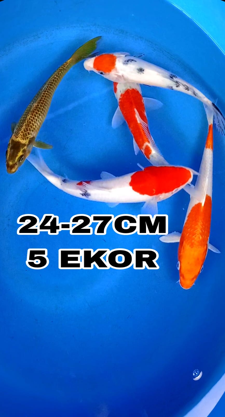 Lelang Koi Online, Jual Beli Ikan Koi, Pusat Jual Beli Koi, Info Lelang Koi Hari Ini, Platform Jual Beli Koi, Jual Beli Ikan Koi Online, Marketplace Ikan Koi, Jual Koi Terbaik, Tempat Beli Koi Berkualitas, Pasar Ikan Koi Online Terpercaya, Penjual Ikan Koi Terpercaya, Beli Koi Hias Online, Ikan Koi untuk Dijual, Koi Kualitas Terbaik, Toko Online Ikan Koi, Koi Hias Untuk Dijual, Jual Beli Ikan Koi Lokal, Koi Indonesia Online, Pusat Jual Beli Koi Terbesar