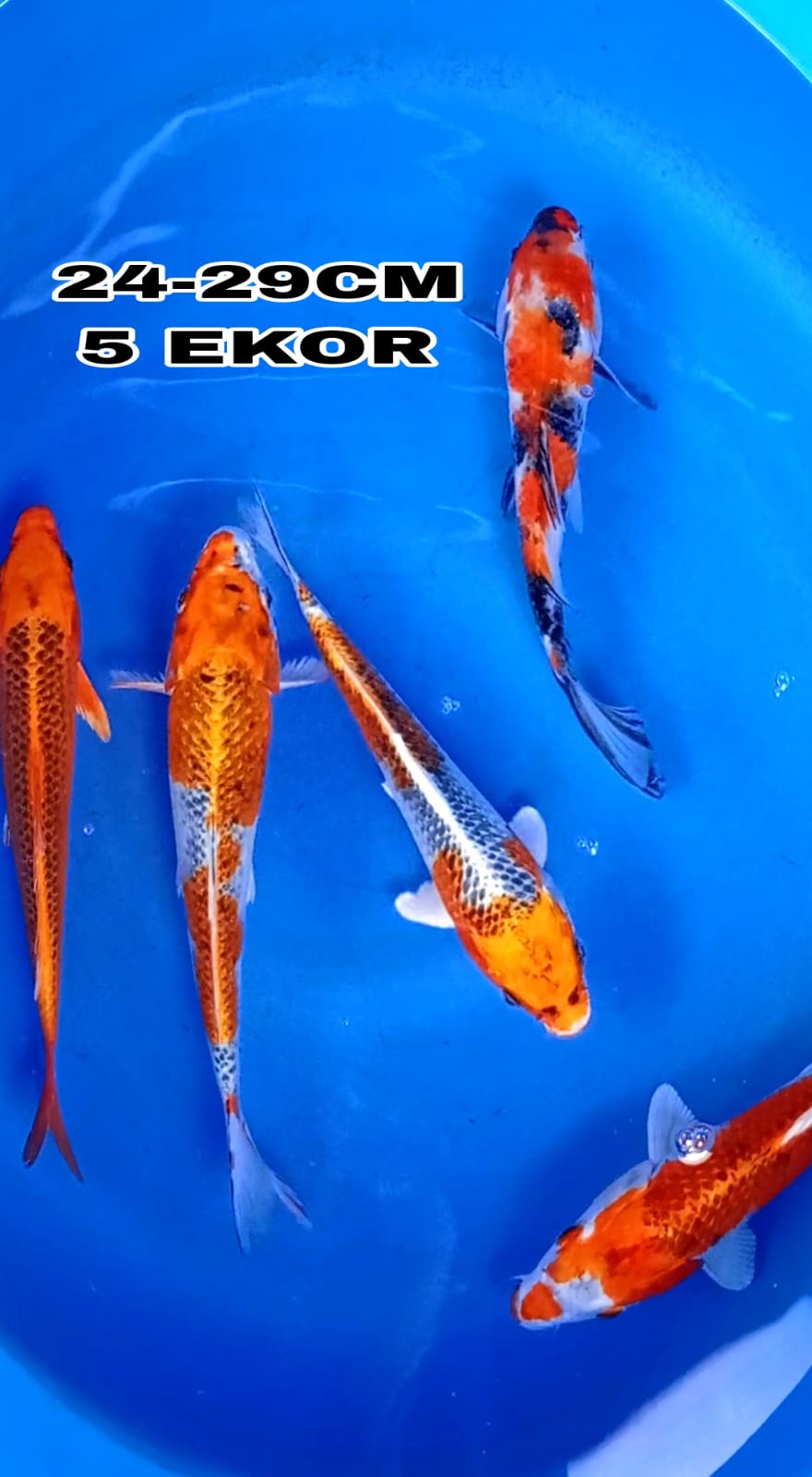 Lelang Koi Online, Jual Beli Ikan Koi, Pusat Jual Beli Koi, Info Lelang Koi Hari Ini, Platform Jual Beli Koi, Jual Beli Ikan Koi Online, Marketplace Ikan Koi, Jual Koi Terbaik, Tempat Beli Koi Berkualitas, Pasar Ikan Koi Online Terpercaya, Penjual Ikan Koi Terpercaya, Beli Koi Hias Online, Ikan Koi untuk Dijual, Koi Kualitas Terbaik, Toko Online Ikan Koi, Koi Hias Untuk Dijual, Jual Beli Ikan Koi Lokal, Koi Indonesia Online, Pusat Jual Beli Koi Terbesar