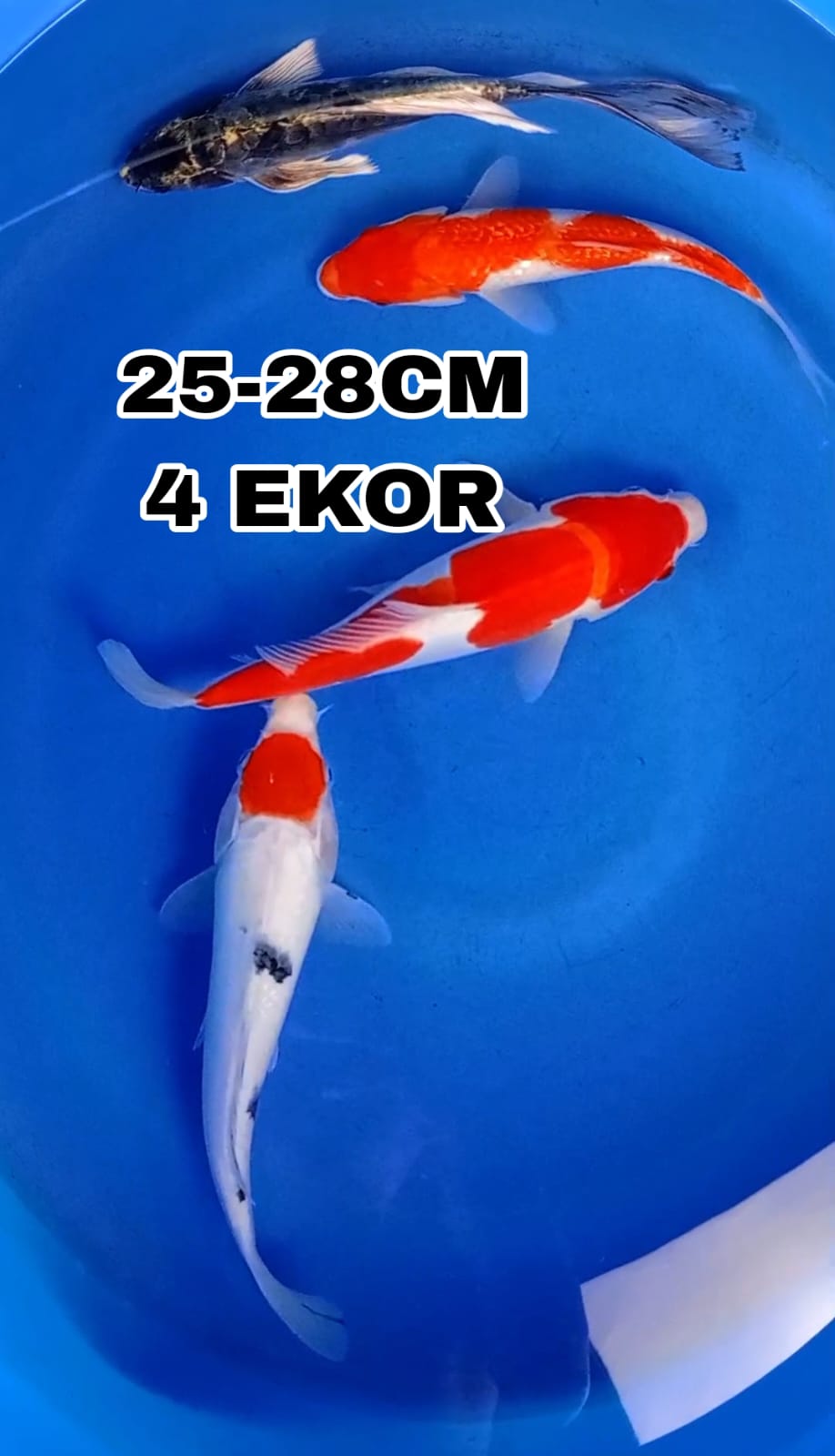 Lelang Koi Online, Jual Beli Ikan Koi, Pusat Jual Beli Koi, Info Lelang Koi Hari Ini, Platform Jual Beli Koi, Jual Beli Ikan Koi Online, Marketplace Ikan Koi, Jual Koi Terbaik, Tempat Beli Koi Berkualitas, Pasar Ikan Koi Online Terpercaya, Penjual Ikan Koi Terpercaya, Beli Koi Hias Online, Ikan Koi untuk Dijual, Koi Kualitas Terbaik, Toko Online Ikan Koi, Koi Hias Untuk Dijual, Jual Beli Ikan Koi Lokal, Koi Indonesia Online, Pusat Jual Beli Koi Terbesar