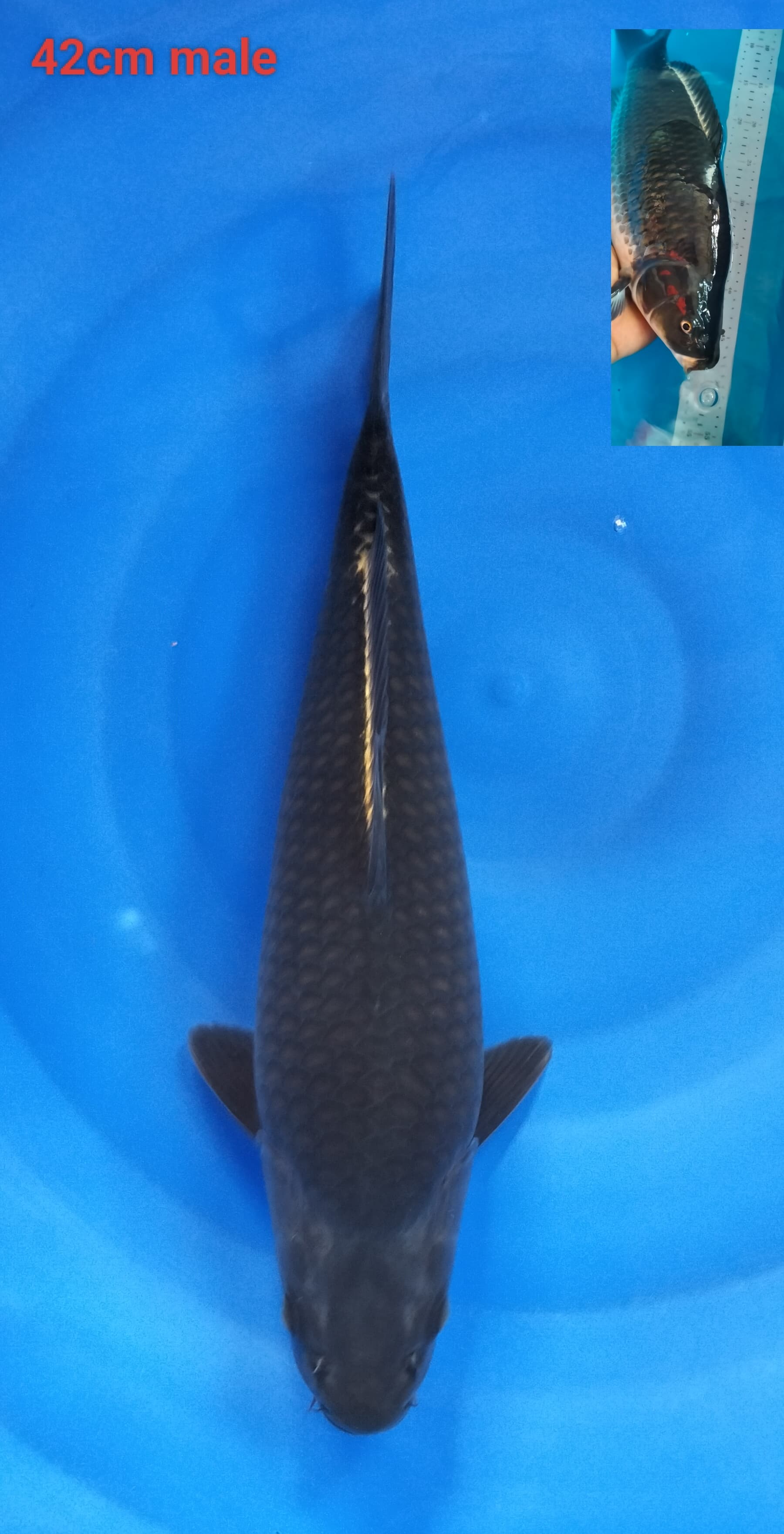 Lelang Koi Online, Jual Beli Ikan Koi, Pusat Jual Beli Koi, Info Lelang Koi Hari Ini, Platform Jual Beli Koi, Jual Beli Ikan Koi Online, Marketplace Ikan Koi, Jual Koi Terbaik, Tempat Beli Koi Berkualitas, Pasar Ikan Koi Online Terpercaya, Penjual Ikan Koi Terpercaya, Beli Koi Hias Online, Ikan Koi untuk Dijual, Koi Kualitas Terbaik, Toko Online Ikan Koi, Koi Hias Untuk Dijual, Jual Beli Ikan Koi Lokal, Koi Indonesia Online, Pusat Jual Beli Koi Terbesar