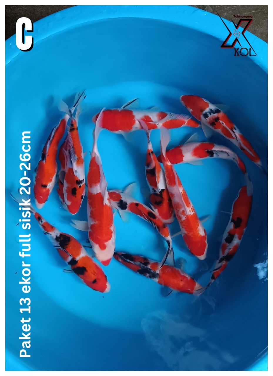 Lelang Koi Online, Jual Beli Ikan Koi, Pusat Jual Beli Koi, Info Lelang Koi Hari Ini, Platform Jual Beli Koi, Jual Beli Ikan Koi Online, Marketplace Ikan Koi, Jual Koi Terbaik, Tempat Beli Koi Berkualitas, Pasar Ikan Koi Online Terpercaya, Penjual Ikan Koi Terpercaya, Beli Koi Hias Online, Ikan Koi untuk Dijual, Koi Kualitas Terbaik, Toko Online Ikan Koi, Koi Hias Untuk Dijual, Jual Beli Ikan Koi Lokal, Koi Indonesia Online, Pusat Jual Beli Koi Terbesar