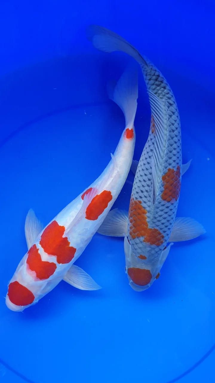 Lelang Koi Online, Jual Beli Ikan Koi, Pusat Jual Beli Koi, Info Lelang Koi Hari Ini, Platform Jual Beli Koi, Jual Beli Ikan Koi Online, Marketplace Ikan Koi, Jual Koi Terbaik, Tempat Beli Koi Berkualitas, Pasar Ikan Koi Online Terpercaya, Penjual Ikan Koi Terpercaya, Beli Koi Hias Online, Ikan Koi untuk Dijual, Koi Kualitas Terbaik, Toko Online Ikan Koi, Koi Hias Untuk Dijual, Jual Beli Ikan Koi Lokal, Koi Indonesia Online, Pusat Jual Beli Koi Terbesar