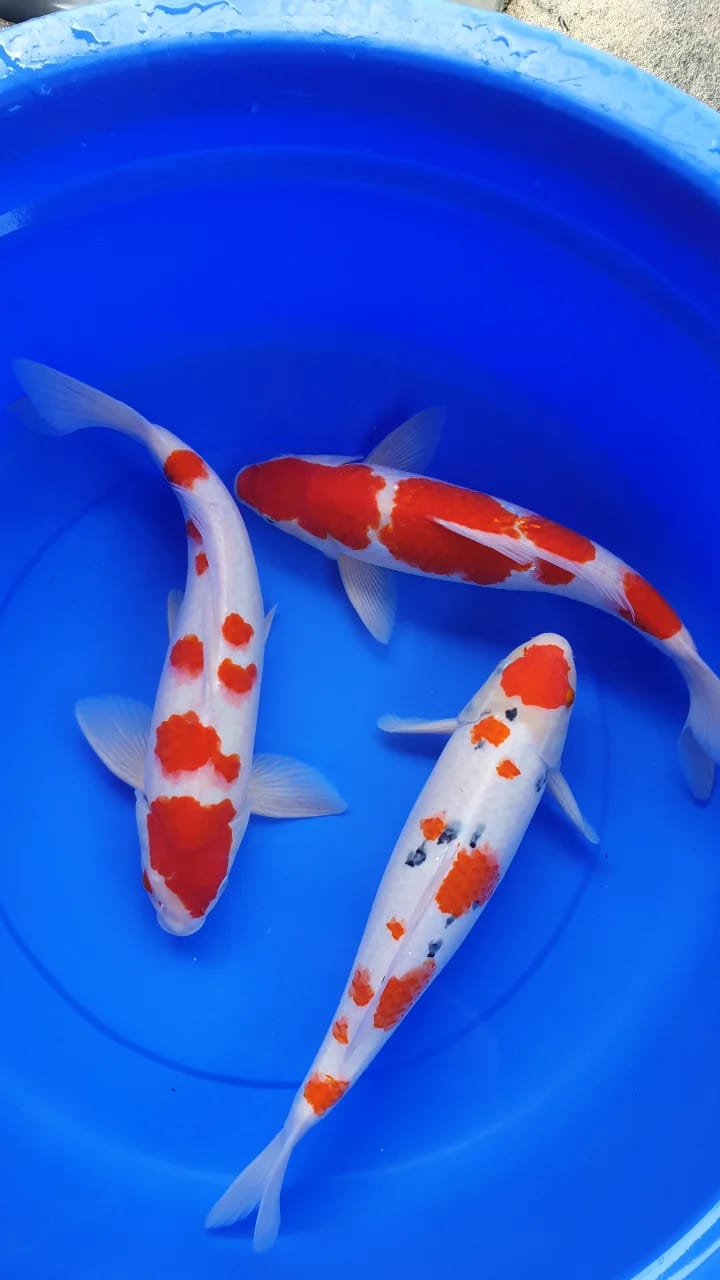 Lelang Koi Online, Jual Beli Ikan Koi, Pusat Jual Beli Koi, Info Lelang Koi Hari Ini, Platform Jual Beli Koi, Jual Beli Ikan Koi Online, Marketplace Ikan Koi, Jual Koi Terbaik, Tempat Beli Koi Berkualitas, Pasar Ikan Koi Online Terpercaya, Penjual Ikan Koi Terpercaya, Beli Koi Hias Online, Ikan Koi untuk Dijual, Koi Kualitas Terbaik, Toko Online Ikan Koi, Koi Hias Untuk Dijual, Jual Beli Ikan Koi Lokal, Koi Indonesia Online, Pusat Jual Beli Koi Terbesar