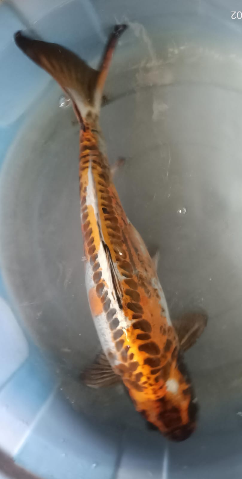 Lelang Koi Online, Jual Beli Ikan Koi, Pusat Jual Beli Koi, Info Lelang Koi Hari Ini, Platform Jual Beli Koi, Jual Beli Ikan Koi Online, Marketplace Ikan Koi, Jual Koi Terbaik, Tempat Beli Koi Berkualitas, Pasar Ikan Koi Online Terpercaya, Penjual Ikan Koi Terpercaya, Beli Koi Hias Online, Ikan Koi untuk Dijual, Koi Kualitas Terbaik, Toko Online Ikan Koi, Koi Hias Untuk Dijual, Jual Beli Ikan Koi Lokal, Koi Indonesia Online, Pusat Jual Beli Koi Terbesar