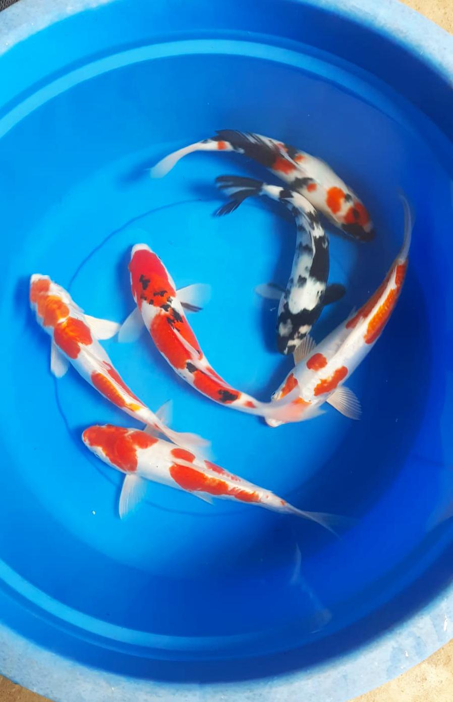 Lelang Koi Online, Jual Beli Ikan Koi, Pusat Jual Beli Koi, Info Lelang Koi Hari Ini, Platform Jual Beli Koi, Jual Beli Ikan Koi Online, Marketplace Ikan Koi, Jual Koi Terbaik, Tempat Beli Koi Berkualitas, Pasar Ikan Koi Online Terpercaya, Penjual Ikan Koi Terpercaya, Beli Koi Hias Online, Ikan Koi untuk Dijual, Koi Kualitas Terbaik, Toko Online Ikan Koi, Koi Hias Untuk Dijual, Jual Beli Ikan Koi Lokal, Koi Indonesia Online, Pusat Jual Beli Koi Terbesar