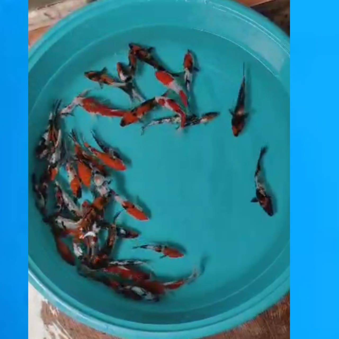 Lelang Koi Online, Jual Beli Ikan Koi, Pusat Jual Beli Koi, Info Lelang Koi Hari Ini, Platform Jual Beli Koi, Jual Beli Ikan Koi Online, Marketplace Ikan Koi, Jual Koi Terbaik, Tempat Beli Koi Berkualitas, Pasar Ikan Koi Online Terpercaya, Penjual Ikan Koi Terpercaya, Beli Koi Hias Online, Ikan Koi untuk Dijual, Koi Kualitas Terbaik, Toko Online Ikan Koi, Koi Hias Untuk Dijual, Jual Beli Ikan Koi Lokal, Koi Indonesia Online, Pusat Jual Beli Koi Terbesar