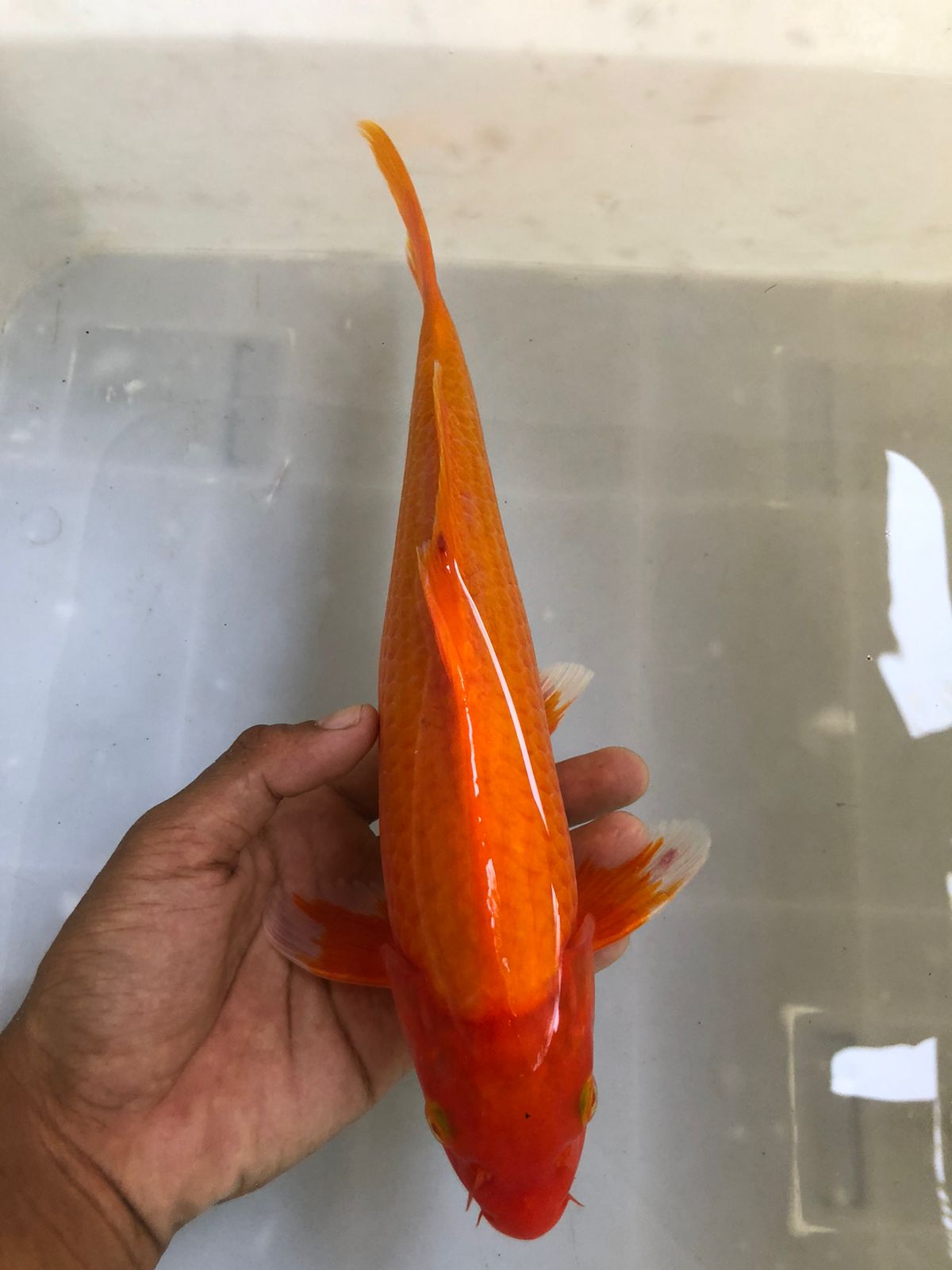 Lelang Koi Online, Jual Beli Ikan Koi, Pusat Jual Beli Koi, Info Lelang Koi Hari Ini, Platform Jual Beli Koi, Jual Beli Ikan Koi Online, Marketplace Ikan Koi, Jual Koi Terbaik, Tempat Beli Koi Berkualitas, Pasar Ikan Koi Online Terpercaya, Penjual Ikan Koi Terpercaya, Beli Koi Hias Online, Ikan Koi untuk Dijual, Koi Kualitas Terbaik, Toko Online Ikan Koi, Koi Hias Untuk Dijual, Jual Beli Ikan Koi Lokal, Koi Indonesia Online, Pusat Jual Beli Koi Terbesar