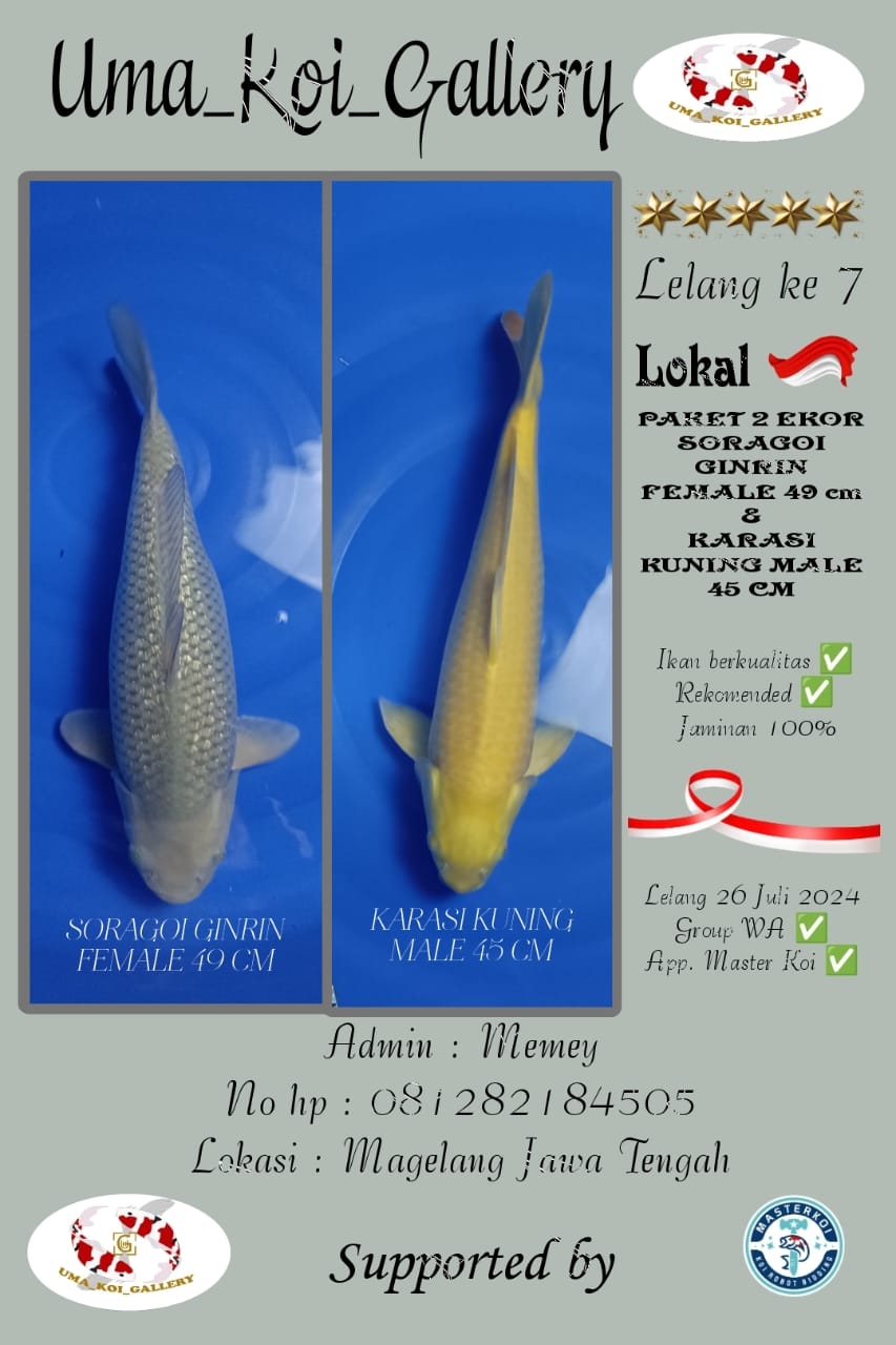 Lelang Koi Online, Jual Beli Ikan Koi, Pusat Jual Beli Koi, Info Lelang Koi Hari Ini, Platform Jual Beli Koi, Jual Beli Ikan Koi Online, Marketplace Ikan Koi, Jual Koi Terbaik, Tempat Beli Koi Berkualitas, Pasar Ikan Koi Online Terpercaya, Penjual Ikan Koi Terpercaya, Beli Koi Hias Online, Ikan Koi untuk Dijual, Koi Kualitas Terbaik, Toko Online Ikan Koi, Koi Hias Untuk Dijual, Jual Beli Ikan Koi Lokal, Koi Indonesia Online, Pusat Jual Beli Koi Terbesar