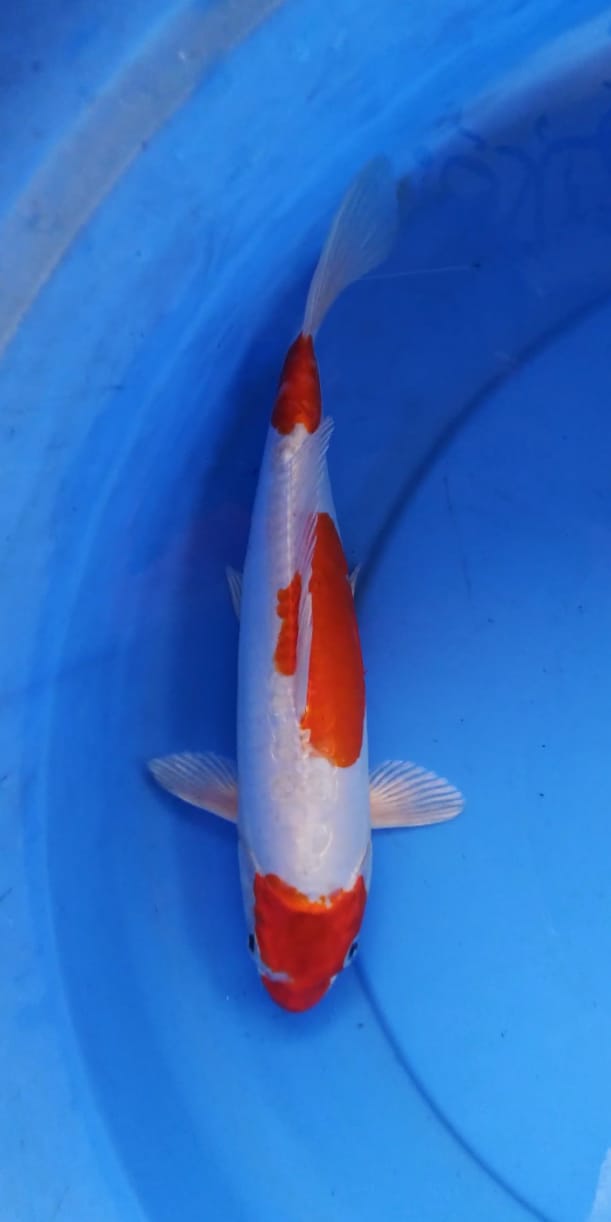 Lelang Koi Online, Jual Beli Ikan Koi, Pusat Jual Beli Koi, Info Lelang Koi Hari Ini, Platform Jual Beli Koi, Jual Beli Ikan Koi Online, Marketplace Ikan Koi, Jual Koi Terbaik, Tempat Beli Koi Berkualitas, Pasar Ikan Koi Online Terpercaya, Penjual Ikan Koi Terpercaya, Beli Koi Hias Online, Ikan Koi untuk Dijual, Koi Kualitas Terbaik, Toko Online Ikan Koi, Koi Hias Untuk Dijual, Jual Beli Ikan Koi Lokal, Koi Indonesia Online, Pusat Jual Beli Koi Terbesar