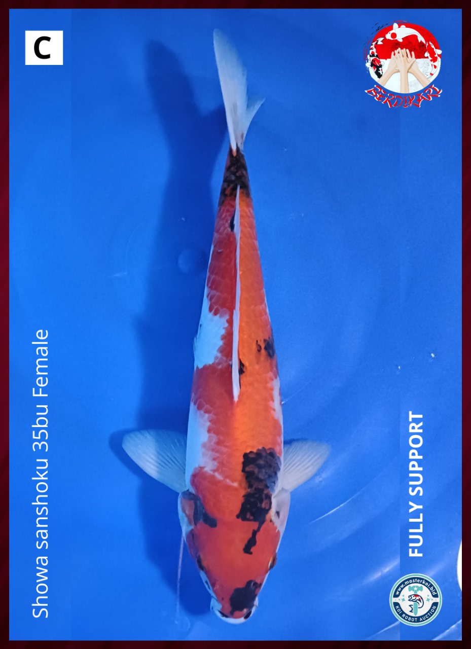 Lelang Koi Online, Jual Beli Ikan Koi, Pusat Jual Beli Koi, Info Lelang Koi Hari Ini, Platform Jual Beli Koi, Jual Beli Ikan Koi Online, Marketplace Ikan Koi, Jual Koi Terbaik, Tempat Beli Koi Berkualitas, Pasar Ikan Koi Online Terpercaya, Penjual Ikan Koi Terpercaya, Beli Koi Hias Online, Ikan Koi untuk Dijual, Koi Kualitas Terbaik, Toko Online Ikan Koi, Koi Hias Untuk Dijual, Jual Beli Ikan Koi Lokal, Koi Indonesia Online, Pusat Jual Beli Koi Terbesar