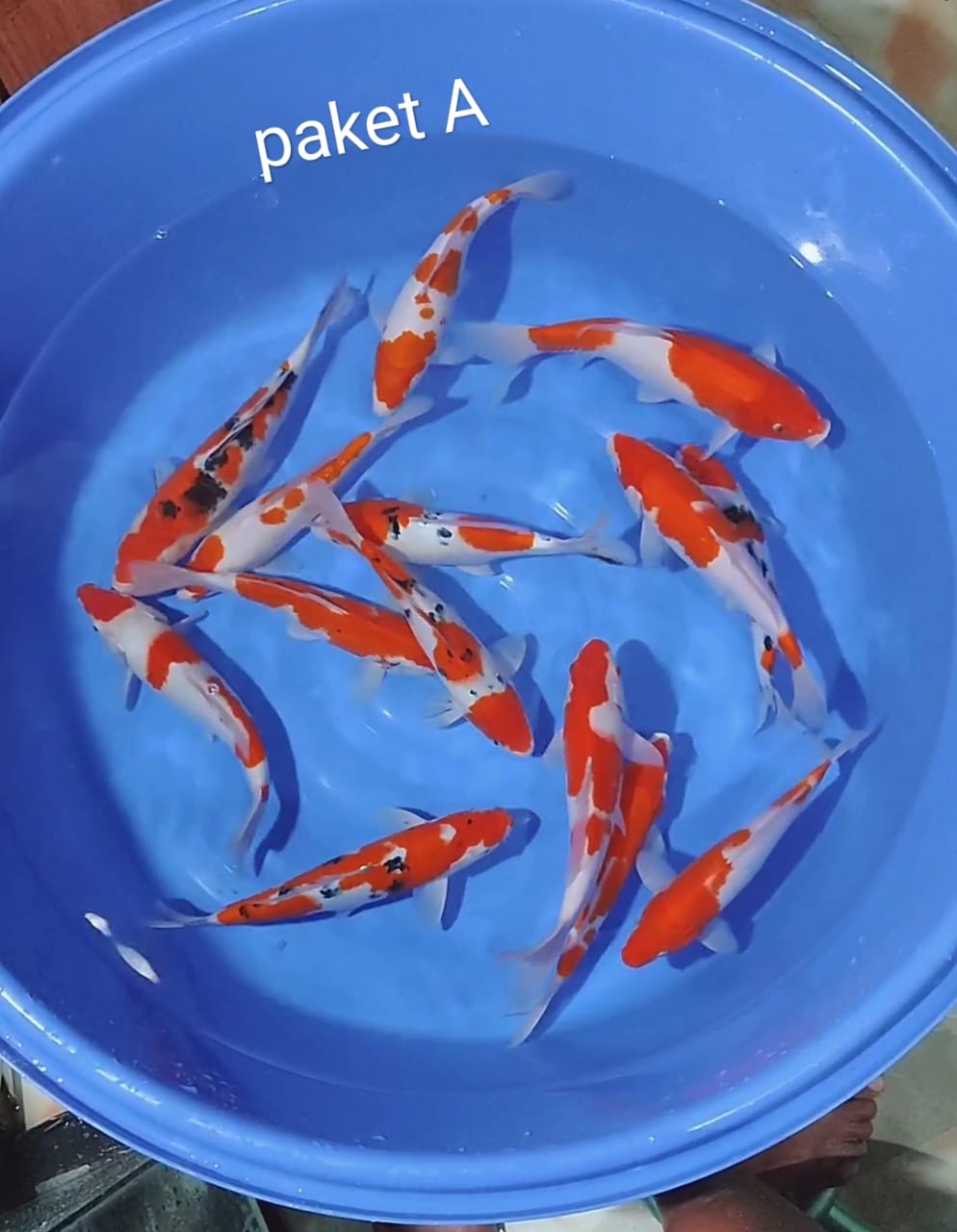 Lelang Koi Online, Jual Beli Ikan Koi, Pusat Jual Beli Koi, Info Lelang Koi Hari Ini, Platform Jual Beli Koi, Jual Beli Ikan Koi Online, Marketplace Ikan Koi, Jual Koi Terbaik, Tempat Beli Koi Berkualitas, Pasar Ikan Koi Online Terpercaya, Penjual Ikan Koi Terpercaya, Beli Koi Hias Online, Ikan Koi untuk Dijual, Koi Kualitas Terbaik, Toko Online Ikan Koi, Koi Hias Untuk Dijual, Jual Beli Ikan Koi Lokal, Koi Indonesia Online, Pusat Jual Beli Koi Terbesar