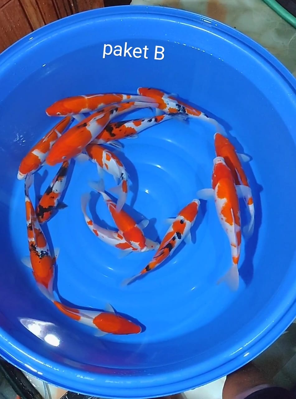 Lelang Koi Online, Jual Beli Ikan Koi, Pusat Jual Beli Koi, Info Lelang Koi Hari Ini, Platform Jual Beli Koi, Jual Beli Ikan Koi Online, Marketplace Ikan Koi, Jual Koi Terbaik, Tempat Beli Koi Berkualitas, Pasar Ikan Koi Online Terpercaya, Penjual Ikan Koi Terpercaya, Beli Koi Hias Online, Ikan Koi untuk Dijual, Koi Kualitas Terbaik, Toko Online Ikan Koi, Koi Hias Untuk Dijual, Jual Beli Ikan Koi Lokal, Koi Indonesia Online, Pusat Jual Beli Koi Terbesar