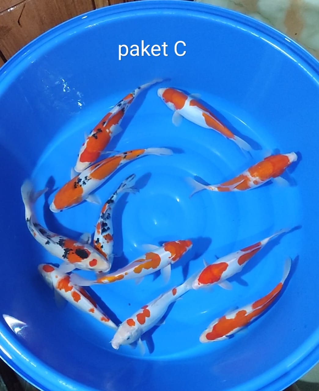 Lelang Koi Online, Jual Beli Ikan Koi, Pusat Jual Beli Koi, Info Lelang Koi Hari Ini, Platform Jual Beli Koi, Jual Beli Ikan Koi Online, Marketplace Ikan Koi, Jual Koi Terbaik, Tempat Beli Koi Berkualitas, Pasar Ikan Koi Online Terpercaya, Penjual Ikan Koi Terpercaya, Beli Koi Hias Online, Ikan Koi untuk Dijual, Koi Kualitas Terbaik, Toko Online Ikan Koi, Koi Hias Untuk Dijual, Jual Beli Ikan Koi Lokal, Koi Indonesia Online, Pusat Jual Beli Koi Terbesar