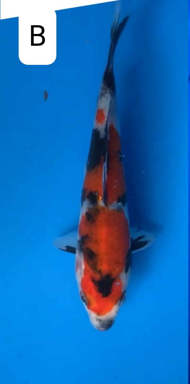 Lelang Koi Online, Jual Beli Ikan Koi, Pusat Jual Beli Koi, Info Lelang Koi Hari Ini, Platform Jual Beli Koi, Jual Beli Ikan Koi Online, Marketplace Ikan Koi, Jual Koi Terbaik, Tempat Beli Koi Berkualitas, Pasar Ikan Koi Online Terpercaya, Penjual Ikan Koi Terpercaya, Beli Koi Hias Online, Ikan Koi untuk Dijual, Koi Kualitas Terbaik, Toko Online Ikan Koi, Koi Hias Untuk Dijual, Jual Beli Ikan Koi Lokal, Koi Indonesia Online, Pusat Jual Beli Koi Terbesar