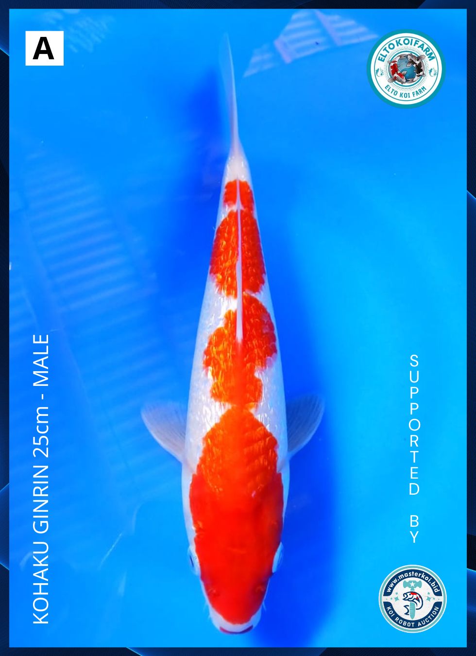 Lelang Koi Online, Jual Beli Ikan Koi, Pusat Jual Beli Koi, Info Lelang Koi Hari Ini, Platform Jual Beli Koi, Jual Beli Ikan Koi Online, Marketplace Ikan Koi, Jual Koi Terbaik, Tempat Beli Koi Berkualitas, Pasar Ikan Koi Online Terpercaya, Penjual Ikan Koi Terpercaya, Beli Koi Hias Online, Ikan Koi untuk Dijual, Koi Kualitas Terbaik, Toko Online Ikan Koi, Koi Hias Untuk Dijual, Jual Beli Ikan Koi Lokal, Koi Indonesia Online, Pusat Jual Beli Koi Terbesar