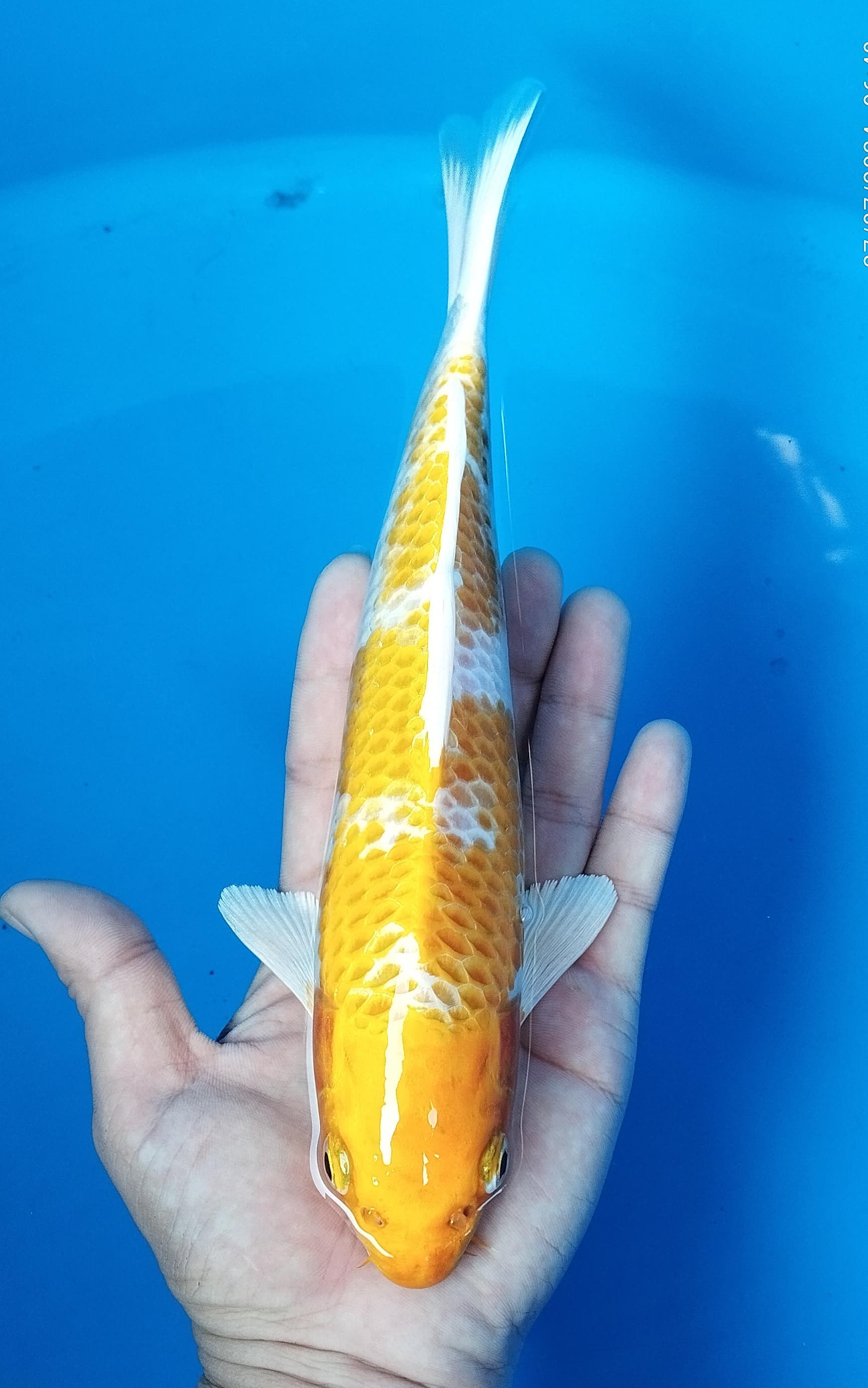 Lelang Koi Online, Jual Beli Ikan Koi, Pusat Jual Beli Koi, Info Lelang Koi Hari Ini, Platform Jual Beli Koi, Jual Beli Ikan Koi Online, Marketplace Ikan Koi, Jual Koi Terbaik, Tempat Beli Koi Berkualitas, Pasar Ikan Koi Online Terpercaya, Penjual Ikan Koi Terpercaya, Beli Koi Hias Online, Ikan Koi untuk Dijual, Koi Kualitas Terbaik, Toko Online Ikan Koi, Koi Hias Untuk Dijual, Jual Beli Ikan Koi Lokal, Koi Indonesia Online, Pusat Jual Beli Koi Terbesar