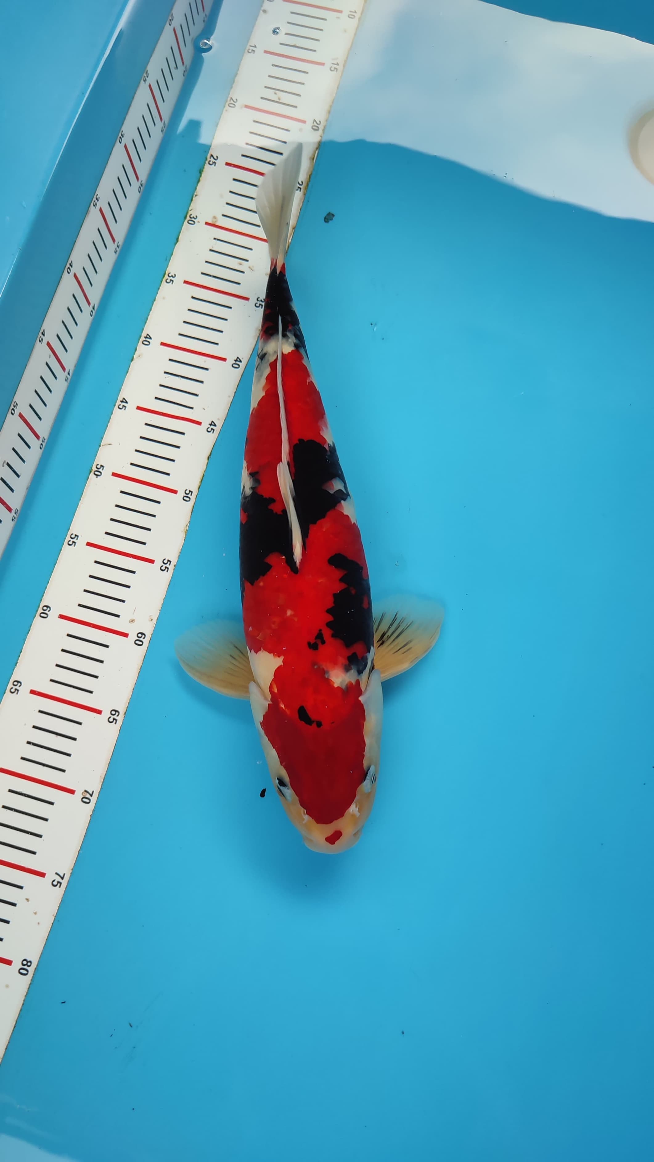 Lelang Koi Online, Jual Beli Ikan Koi, Pusat Jual Beli Koi, Info Lelang Koi Hari Ini, Platform Jual Beli Koi, Jual Beli Ikan Koi Online, Marketplace Ikan Koi, Jual Koi Terbaik, Tempat Beli Koi Berkualitas, Pasar Ikan Koi Online Terpercaya, Penjual Ikan Koi Terpercaya, Beli Koi Hias Online, Ikan Koi untuk Dijual, Koi Kualitas Terbaik, Toko Online Ikan Koi, Koi Hias Untuk Dijual, Jual Beli Ikan Koi Lokal, Koi Indonesia Online, Pusat Jual Beli Koi Terbesar