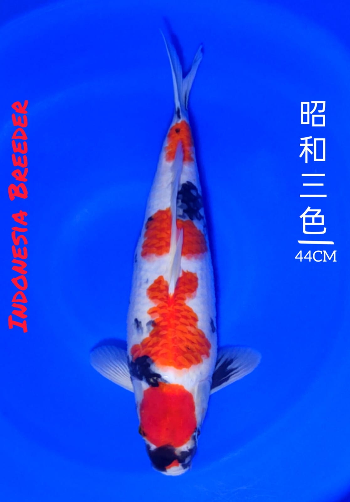 Lelang Koi Online, Jual Beli Ikan Koi, Pusat Jual Beli Koi, Info Lelang Koi Hari Ini, Platform Jual Beli Koi, Jual Beli Ikan Koi Online, Marketplace Ikan Koi, Jual Koi Terbaik, Tempat Beli Koi Berkualitas, Pasar Ikan Koi Online Terpercaya, Penjual Ikan Koi Terpercaya, Beli Koi Hias Online, Ikan Koi untuk Dijual, Koi Kualitas Terbaik, Toko Online Ikan Koi, Koi Hias Untuk Dijual, Jual Beli Ikan Koi Lokal, Koi Indonesia Online, Pusat Jual Beli Koi Terbesar