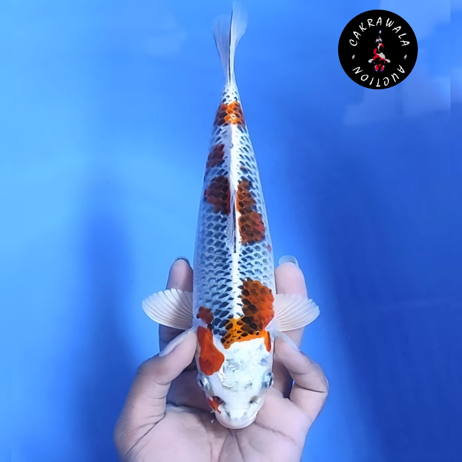 Lelang Koi Online, Jual Beli Ikan Koi, Pusat Jual Beli Koi, Info Lelang Koi Hari Ini, Platform Jual Beli Koi, Jual Beli Ikan Koi Online, Marketplace Ikan Koi, Jual Koi Terbaik, Tempat Beli Koi Berkualitas, Pasar Ikan Koi Online Terpercaya, Penjual Ikan Koi Terpercaya, Beli Koi Hias Online, Ikan Koi untuk Dijual, Koi Kualitas Terbaik, Toko Online Ikan Koi, Koi Hias Untuk Dijual, Jual Beli Ikan Koi Lokal, Koi Indonesia Online, Pusat Jual Beli Koi Terbesar