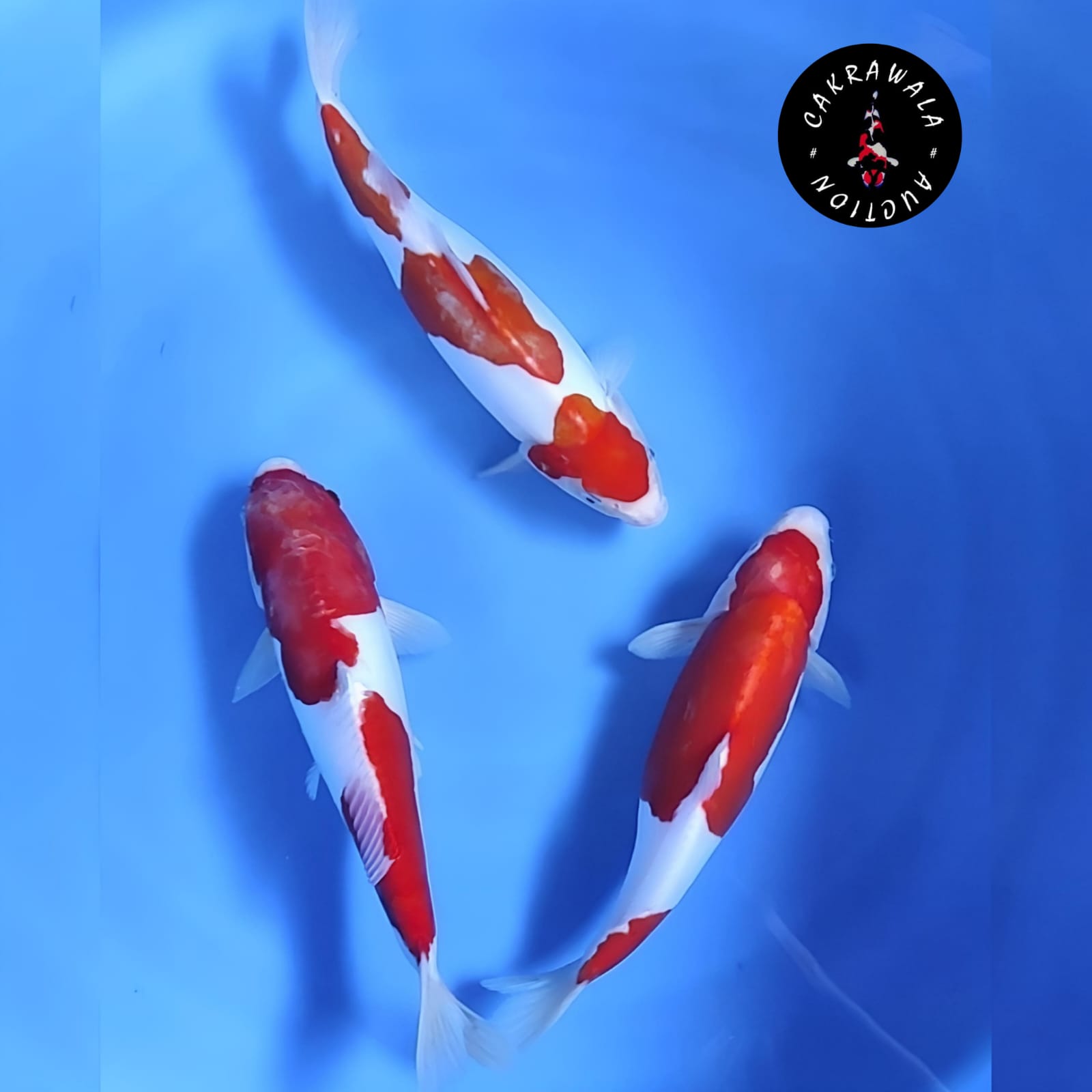 Lelang Koi Online, Jual Beli Ikan Koi, Pusat Jual Beli Koi, Info Lelang Koi Hari Ini, Platform Jual Beli Koi, Jual Beli Ikan Koi Online, Marketplace Ikan Koi, Jual Koi Terbaik, Tempat Beli Koi Berkualitas, Pasar Ikan Koi Online Terpercaya, Penjual Ikan Koi Terpercaya, Beli Koi Hias Online, Ikan Koi untuk Dijual, Koi Kualitas Terbaik, Toko Online Ikan Koi, Koi Hias Untuk Dijual, Jual Beli Ikan Koi Lokal, Koi Indonesia Online, Pusat Jual Beli Koi Terbesar