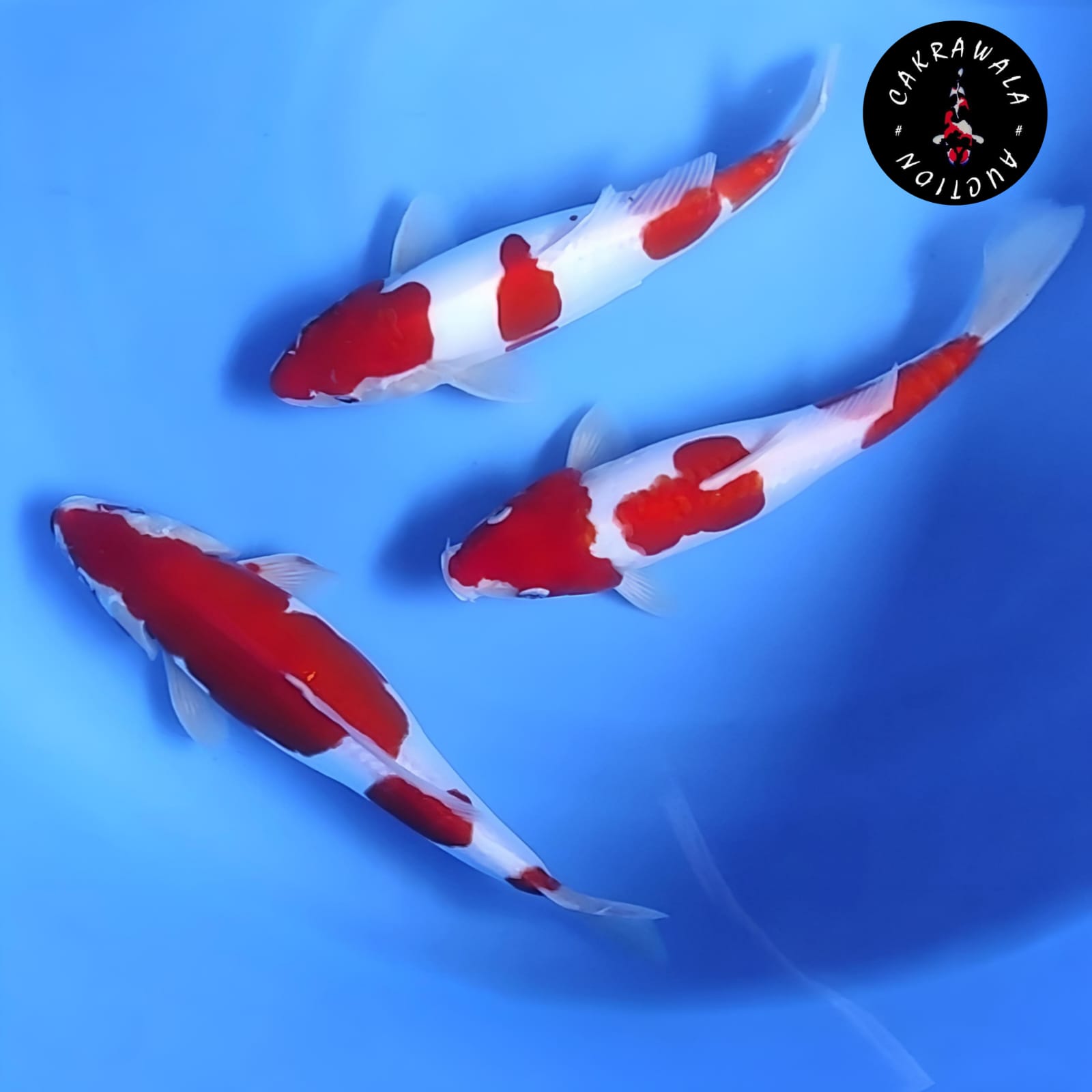 Lelang Koi Online, Jual Beli Ikan Koi, Pusat Jual Beli Koi, Info Lelang Koi Hari Ini, Platform Jual Beli Koi, Jual Beli Ikan Koi Online, Marketplace Ikan Koi, Jual Koi Terbaik, Tempat Beli Koi Berkualitas, Pasar Ikan Koi Online Terpercaya, Penjual Ikan Koi Terpercaya, Beli Koi Hias Online, Ikan Koi untuk Dijual, Koi Kualitas Terbaik, Toko Online Ikan Koi, Koi Hias Untuk Dijual, Jual Beli Ikan Koi Lokal, Koi Indonesia Online, Pusat Jual Beli Koi Terbesar