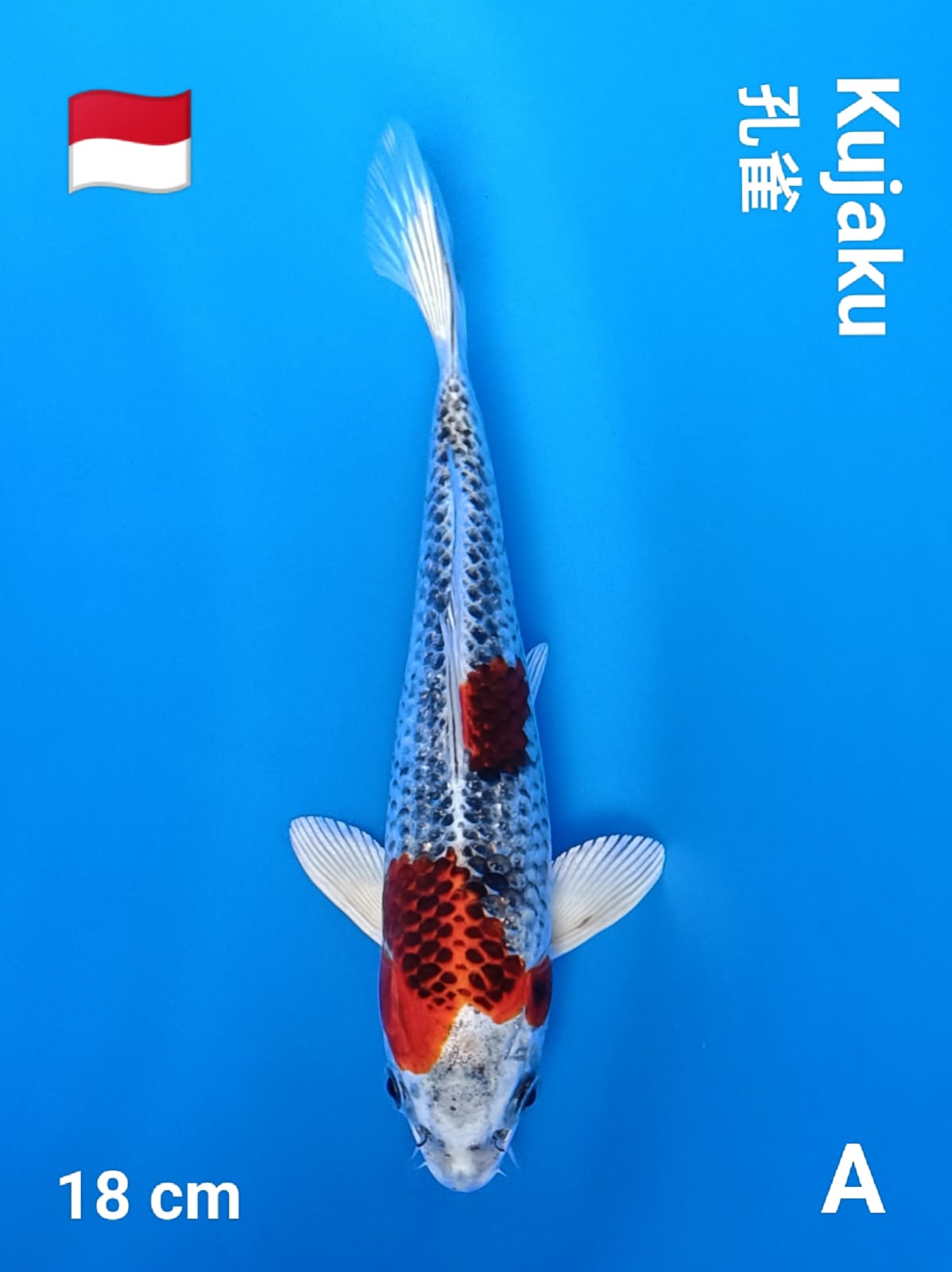 Lelang Koi Online, Jual Beli Ikan Koi, Pusat Jual Beli Koi, Info Lelang Koi Hari Ini, Platform Jual Beli Koi, Jual Beli Ikan Koi Online, Marketplace Ikan Koi, Jual Koi Terbaik, Tempat Beli Koi Berkualitas, Pasar Ikan Koi Online Terpercaya, Penjual Ikan Koi Terpercaya, Beli Koi Hias Online, Ikan Koi untuk Dijual, Koi Kualitas Terbaik, Toko Online Ikan Koi, Koi Hias Untuk Dijual, Jual Beli Ikan Koi Lokal, Koi Indonesia Online, Pusat Jual Beli Koi Terbesar