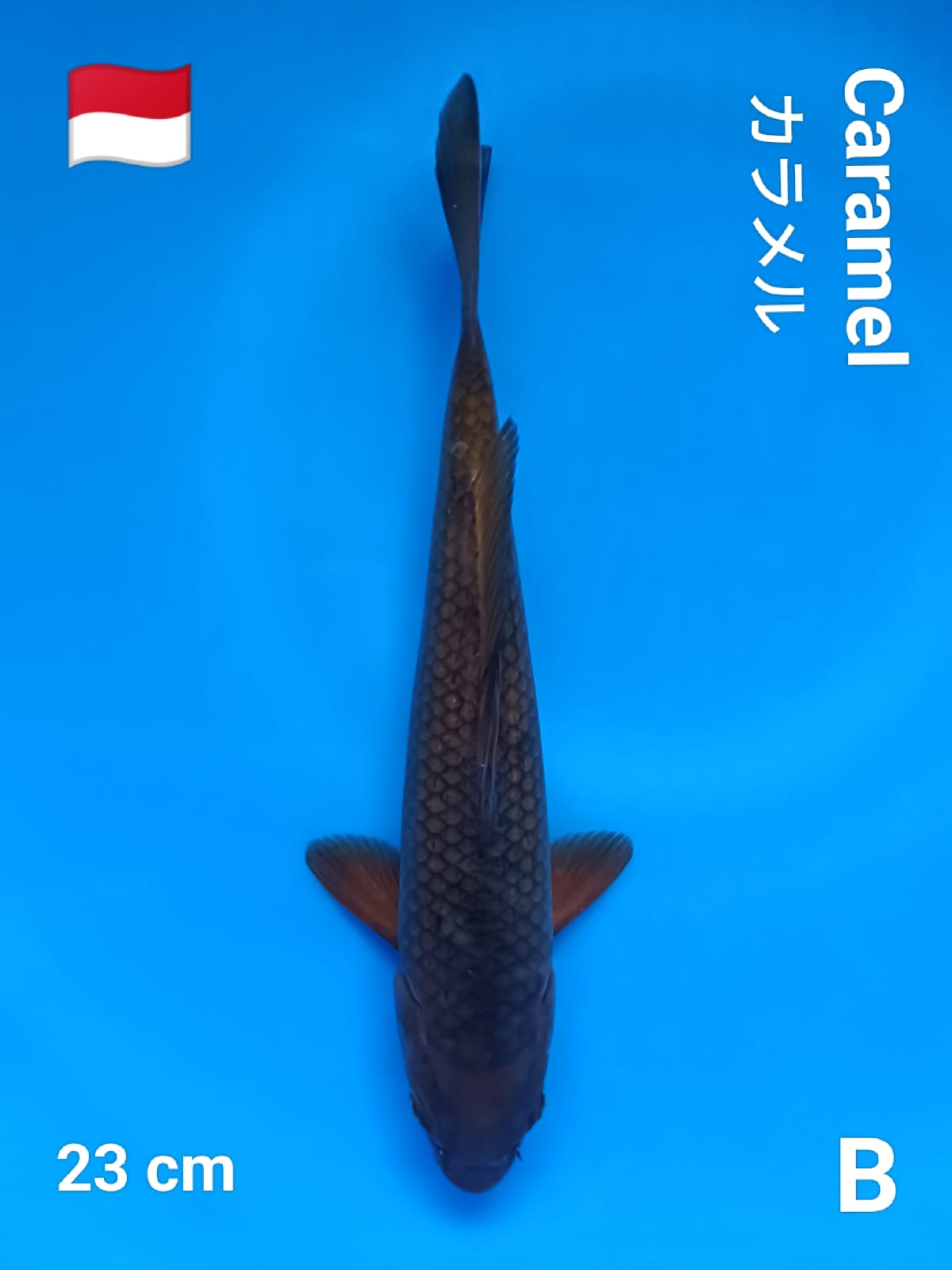 Lelang Koi Online, Jual Beli Ikan Koi, Pusat Jual Beli Koi, Info Lelang Koi Hari Ini, Platform Jual Beli Koi, Jual Beli Ikan Koi Online, Marketplace Ikan Koi, Jual Koi Terbaik, Tempat Beli Koi Berkualitas, Pasar Ikan Koi Online Terpercaya, Penjual Ikan Koi Terpercaya, Beli Koi Hias Online, Ikan Koi untuk Dijual, Koi Kualitas Terbaik, Toko Online Ikan Koi, Koi Hias Untuk Dijual, Jual Beli Ikan Koi Lokal, Koi Indonesia Online, Pusat Jual Beli Koi Terbesar