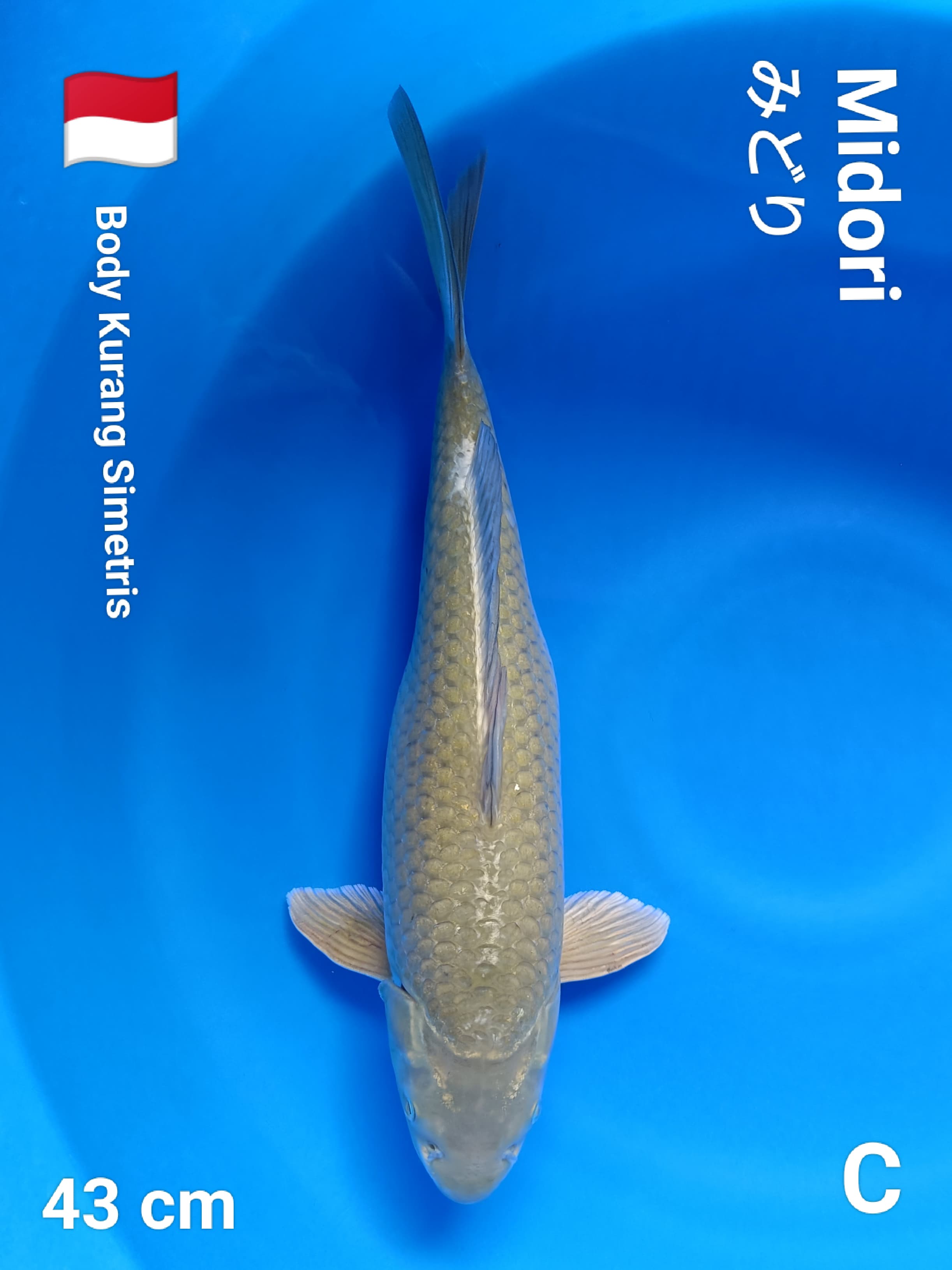 Lelang Koi Online, Jual Beli Ikan Koi, Pusat Jual Beli Koi, Info Lelang Koi Hari Ini, Platform Jual Beli Koi, Jual Beli Ikan Koi Online, Marketplace Ikan Koi, Jual Koi Terbaik, Tempat Beli Koi Berkualitas, Pasar Ikan Koi Online Terpercaya, Penjual Ikan Koi Terpercaya, Beli Koi Hias Online, Ikan Koi untuk Dijual, Koi Kualitas Terbaik, Toko Online Ikan Koi, Koi Hias Untuk Dijual, Jual Beli Ikan Koi Lokal, Koi Indonesia Online, Pusat Jual Beli Koi Terbesar