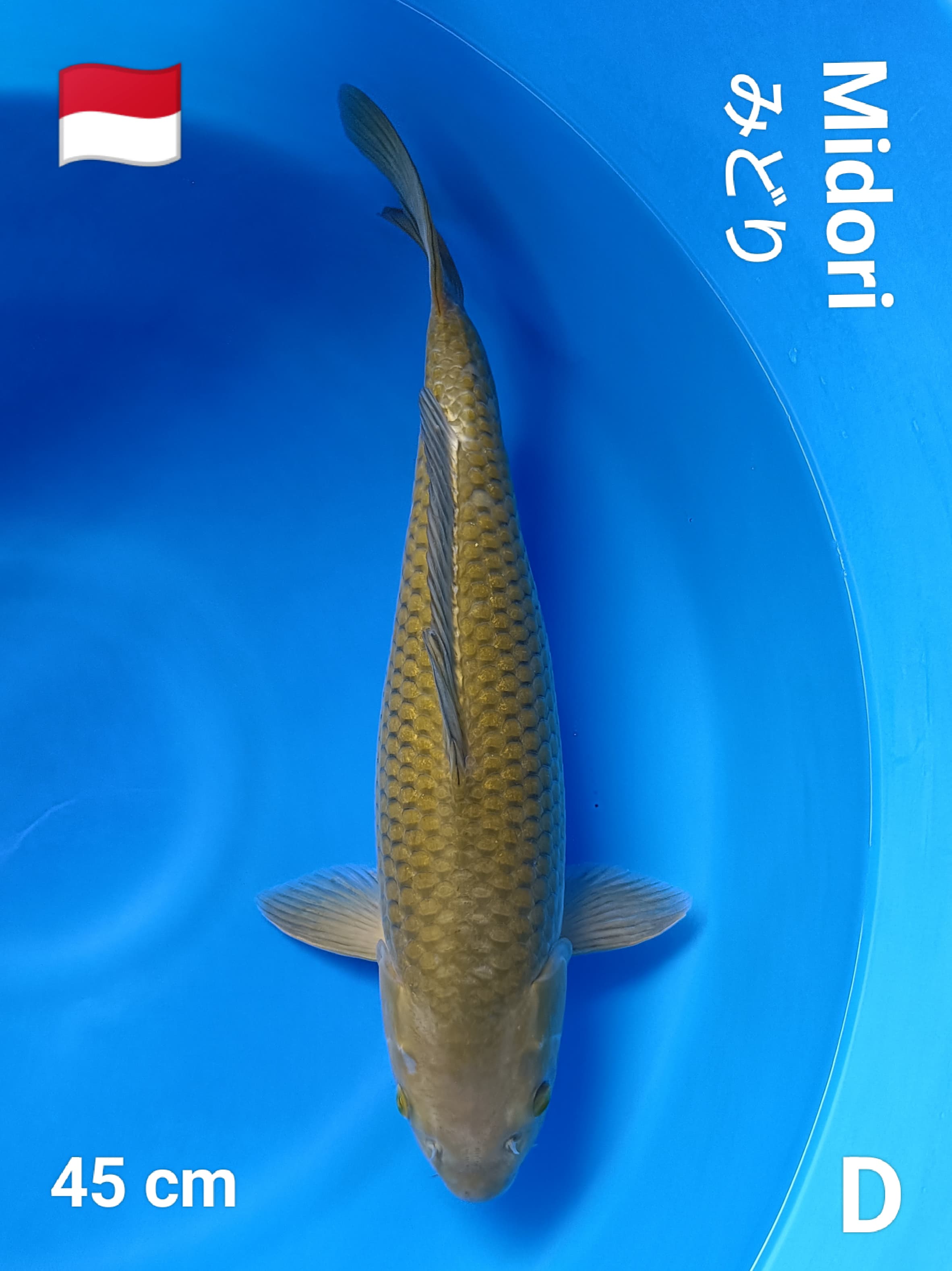 Lelang Koi Online, Jual Beli Ikan Koi, Pusat Jual Beli Koi, Info Lelang Koi Hari Ini, Platform Jual Beli Koi, Jual Beli Ikan Koi Online, Marketplace Ikan Koi, Jual Koi Terbaik, Tempat Beli Koi Berkualitas, Pasar Ikan Koi Online Terpercaya, Penjual Ikan Koi Terpercaya, Beli Koi Hias Online, Ikan Koi untuk Dijual, Koi Kualitas Terbaik, Toko Online Ikan Koi, Koi Hias Untuk Dijual, Jual Beli Ikan Koi Lokal, Koi Indonesia Online, Pusat Jual Beli Koi Terbesar