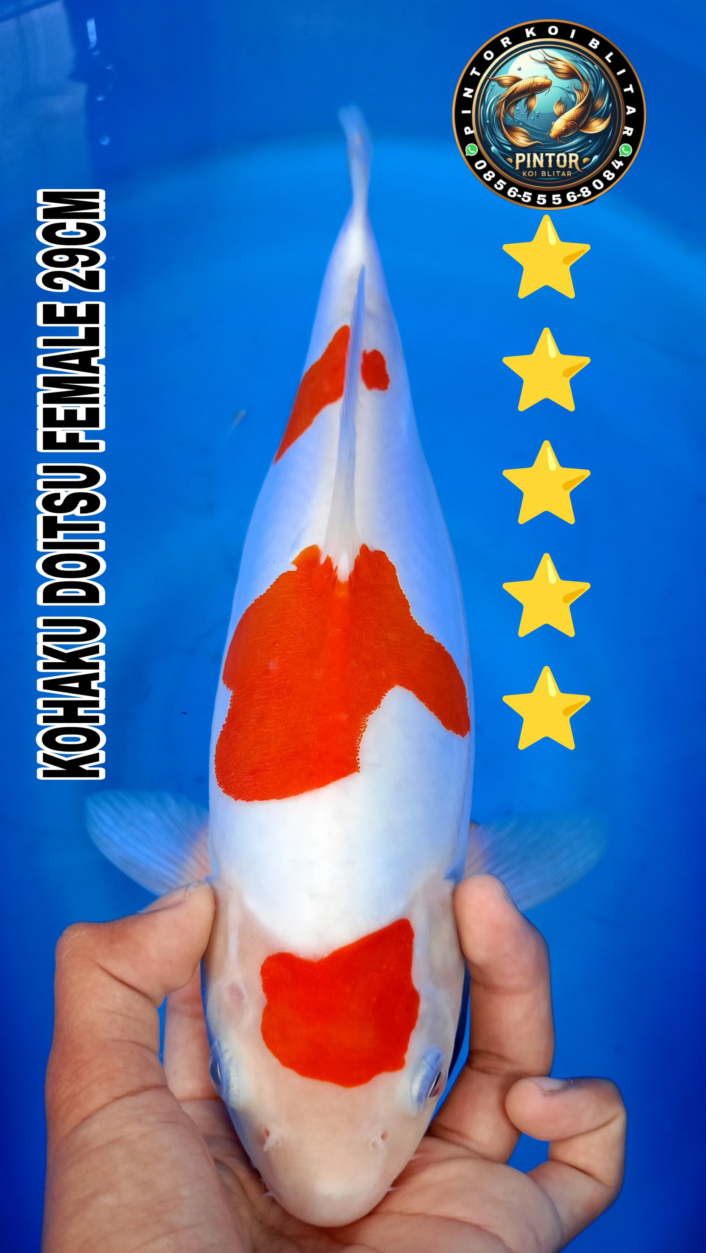 Lelang Koi Online, Jual Beli Ikan Koi, Pusat Jual Beli Koi, Info Lelang Koi Hari Ini, Platform Jual Beli Koi, Jual Beli Ikan Koi Online, Marketplace Ikan Koi, Jual Koi Terbaik, Tempat Beli Koi Berkualitas, Pasar Ikan Koi Online Terpercaya, Penjual Ikan Koi Terpercaya, Beli Koi Hias Online, Ikan Koi untuk Dijual, Koi Kualitas Terbaik, Toko Online Ikan Koi, Koi Hias Untuk Dijual, Jual Beli Ikan Koi Lokal, Koi Indonesia Online, Pusat Jual Beli Koi Terbesar